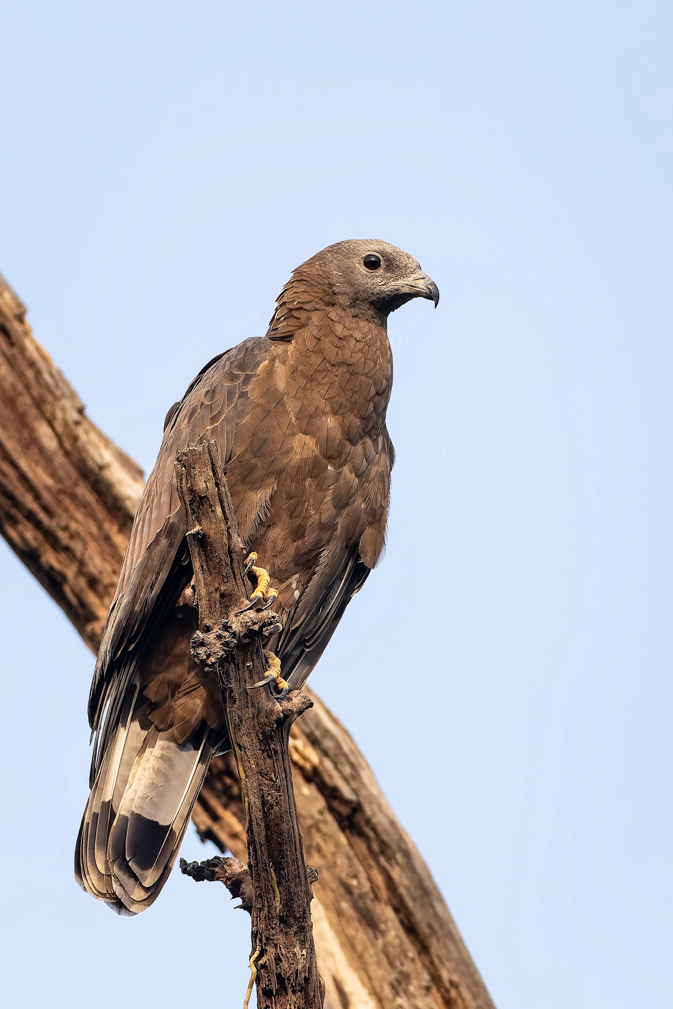 Crested honey-buzzard, Khana, India