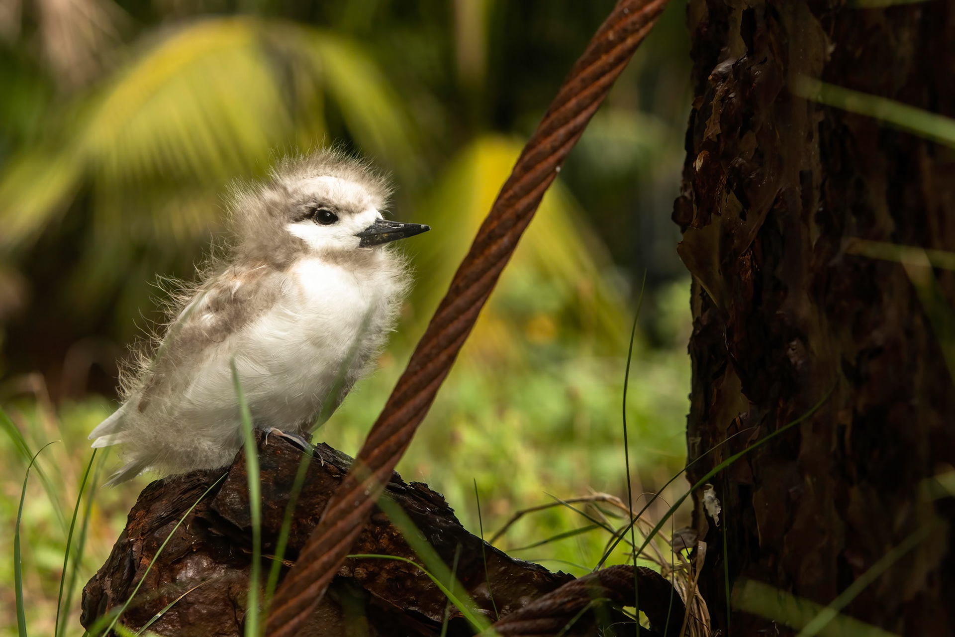 White tern, Lord Howe Island, New South Wales, Australia
