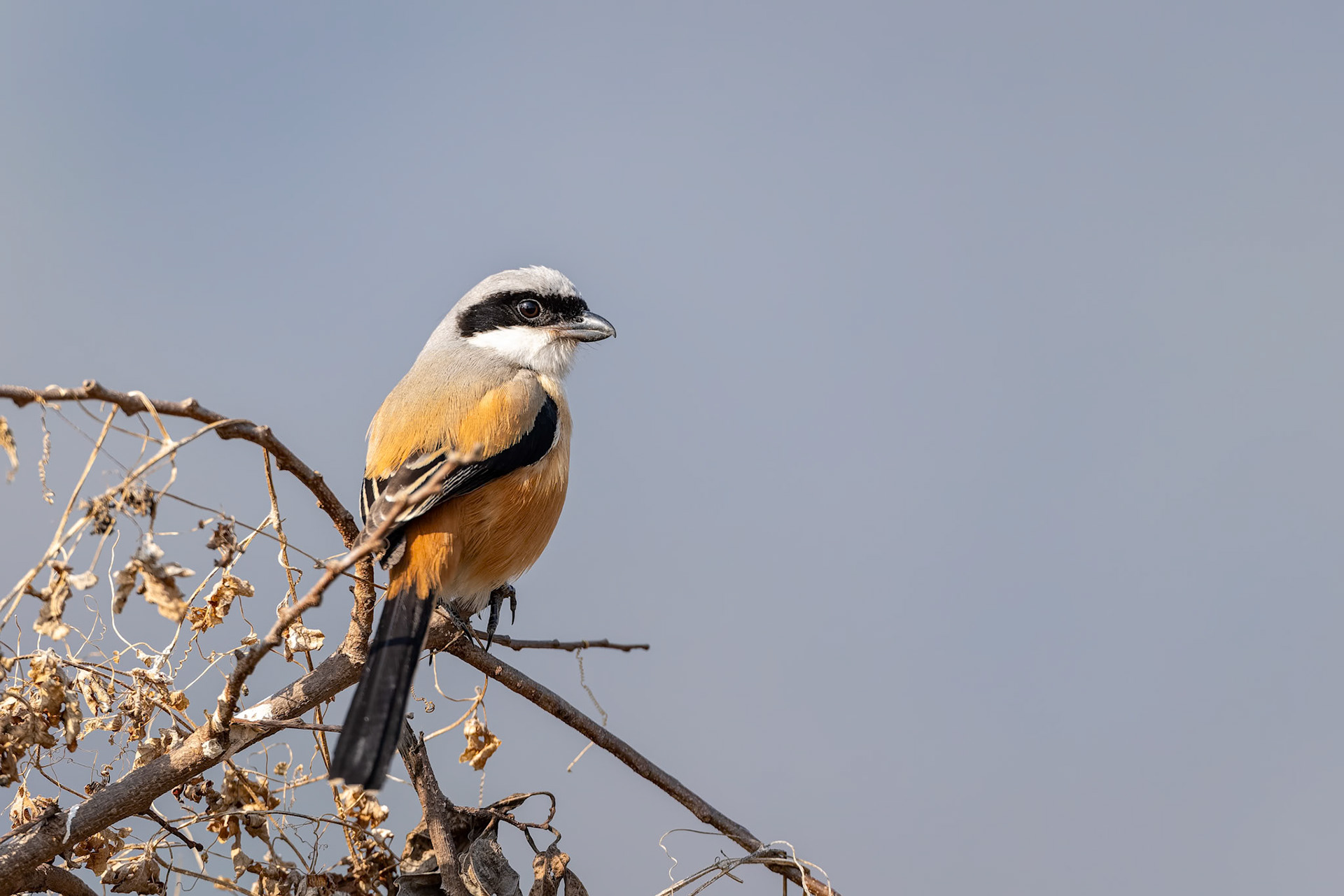 Long-tailed shrike, Corbett Tiger Reserve, India