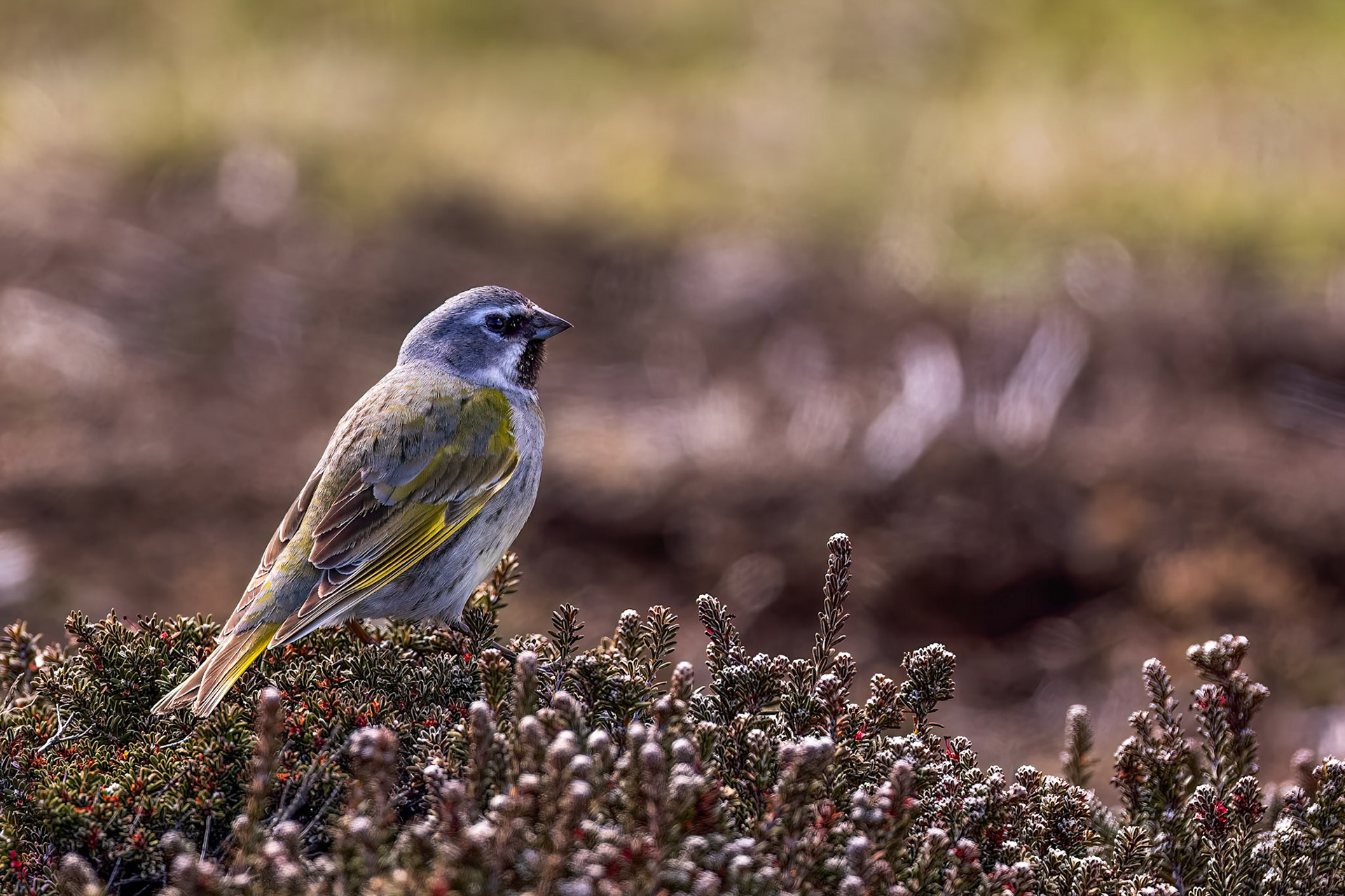 White-bridled finch, The Settlement, Saunders Island, Falkland Islands
