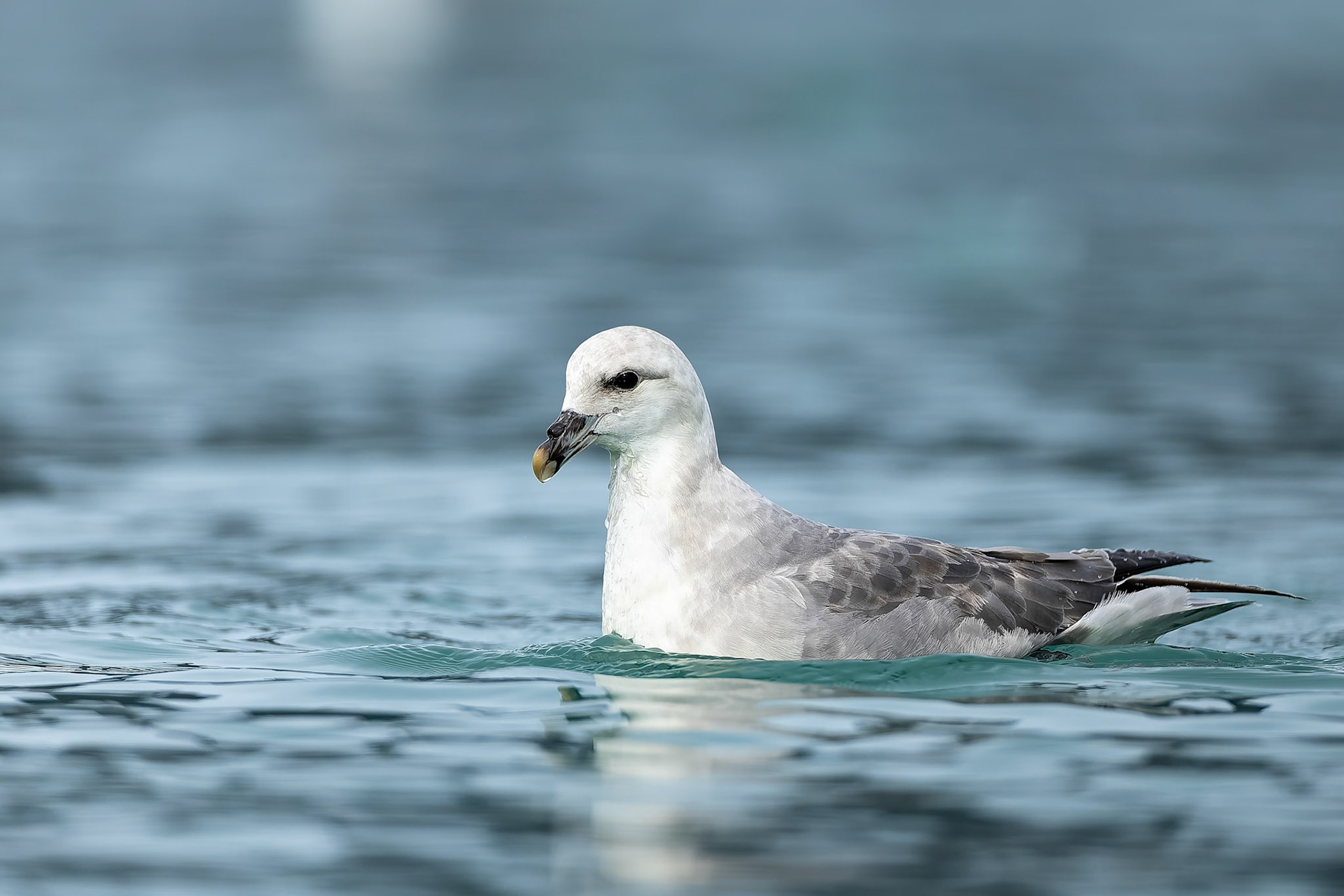 Northern fulmar, Lilliehoekbreen, Svalbard, Norway