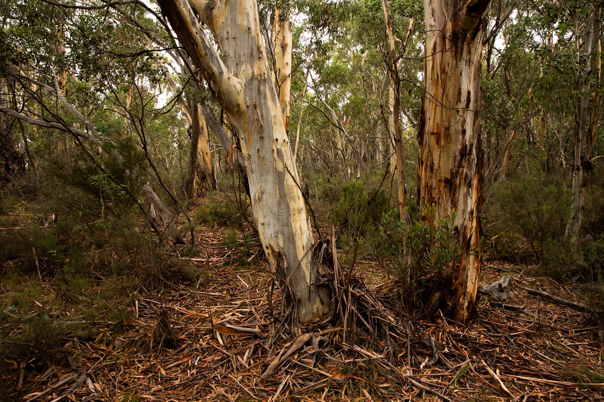 Sawpit creek track, Mount Kosciuszko National Park, Snowy Mountains, New South Wales
