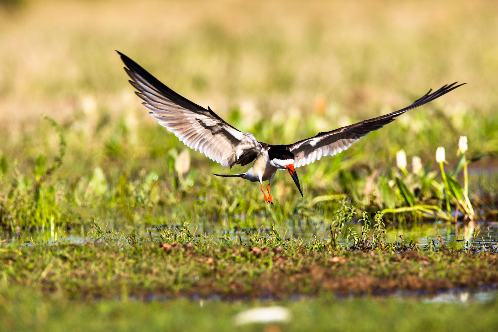 Black skimmer, Pousada Piuval, Pantanal, Brazil
