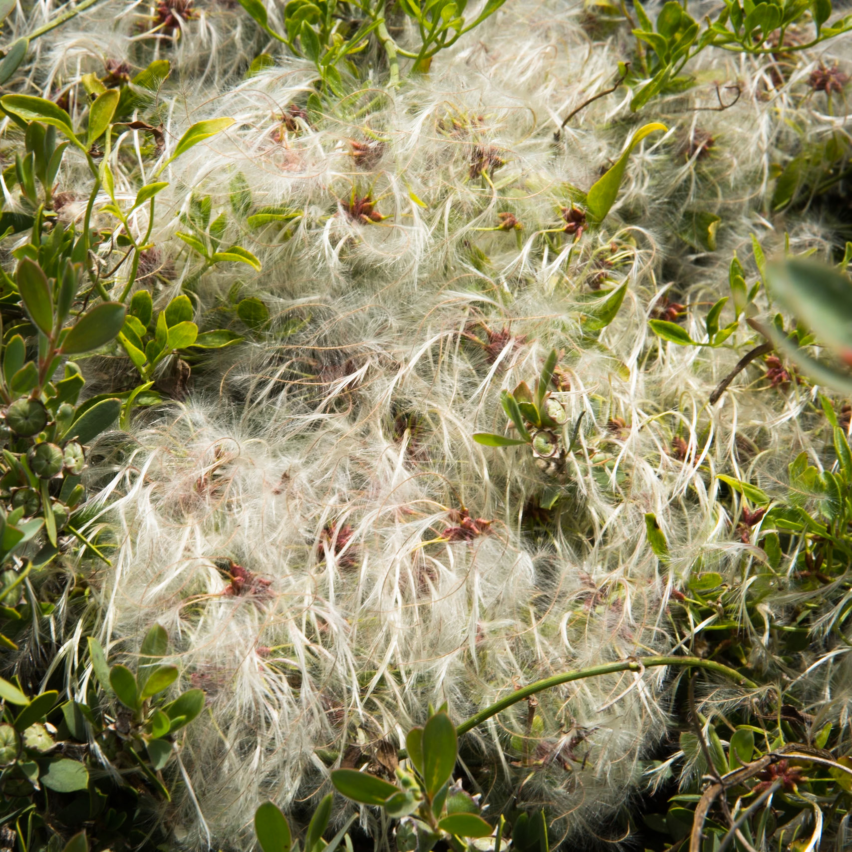 Tuesday am - Darby Saddle via Sparkes Lookout and Lookout Rocks to Tongue Point; and then on to Darby River for lunch.Tuesday pm - Lilly Pilly Gully carpark up to Tidal Overlook and on to Pillar Point then via Squeaky Beach and Picnic Beach to Picnic Beach carpark.
