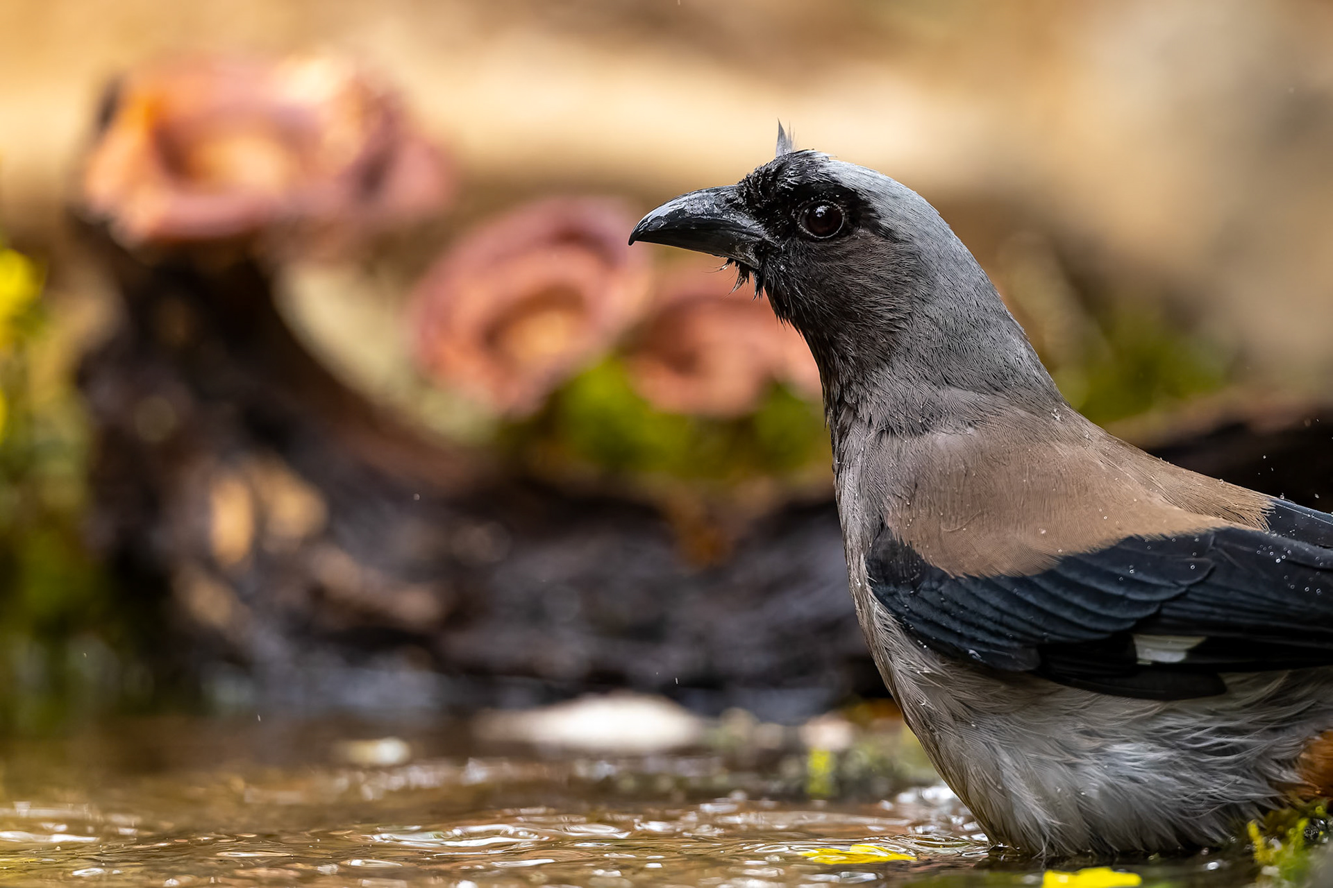 Grey treepie, Bird's Den, Corbett Tiger Reserve, India