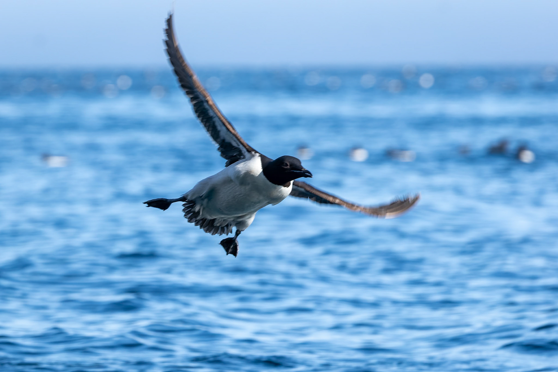 Brünnich's guillemot, Alkefjettet, Svalbard, Norway