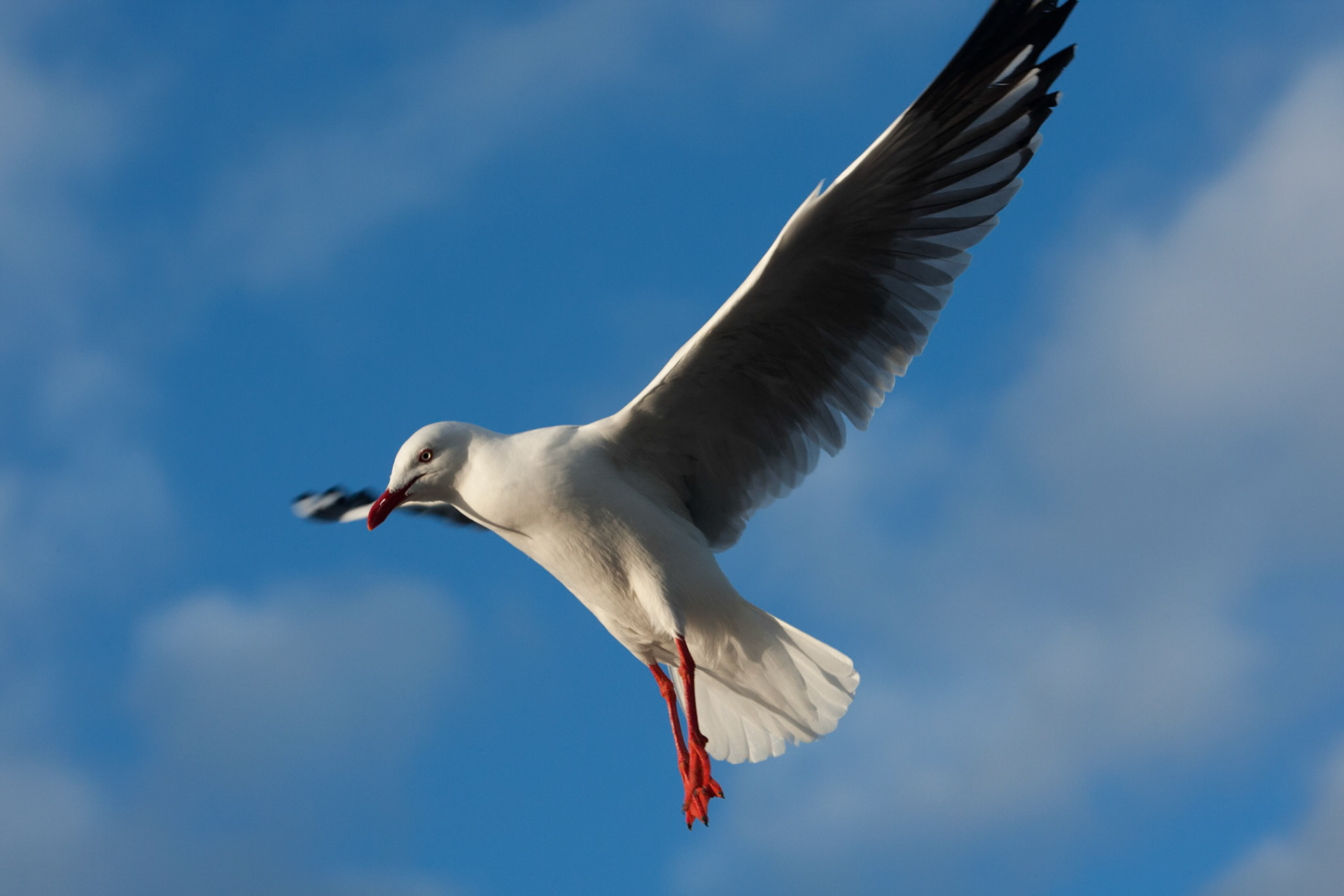 Silver gulls gathered for feeding, Kingscote, Kangaroo Island