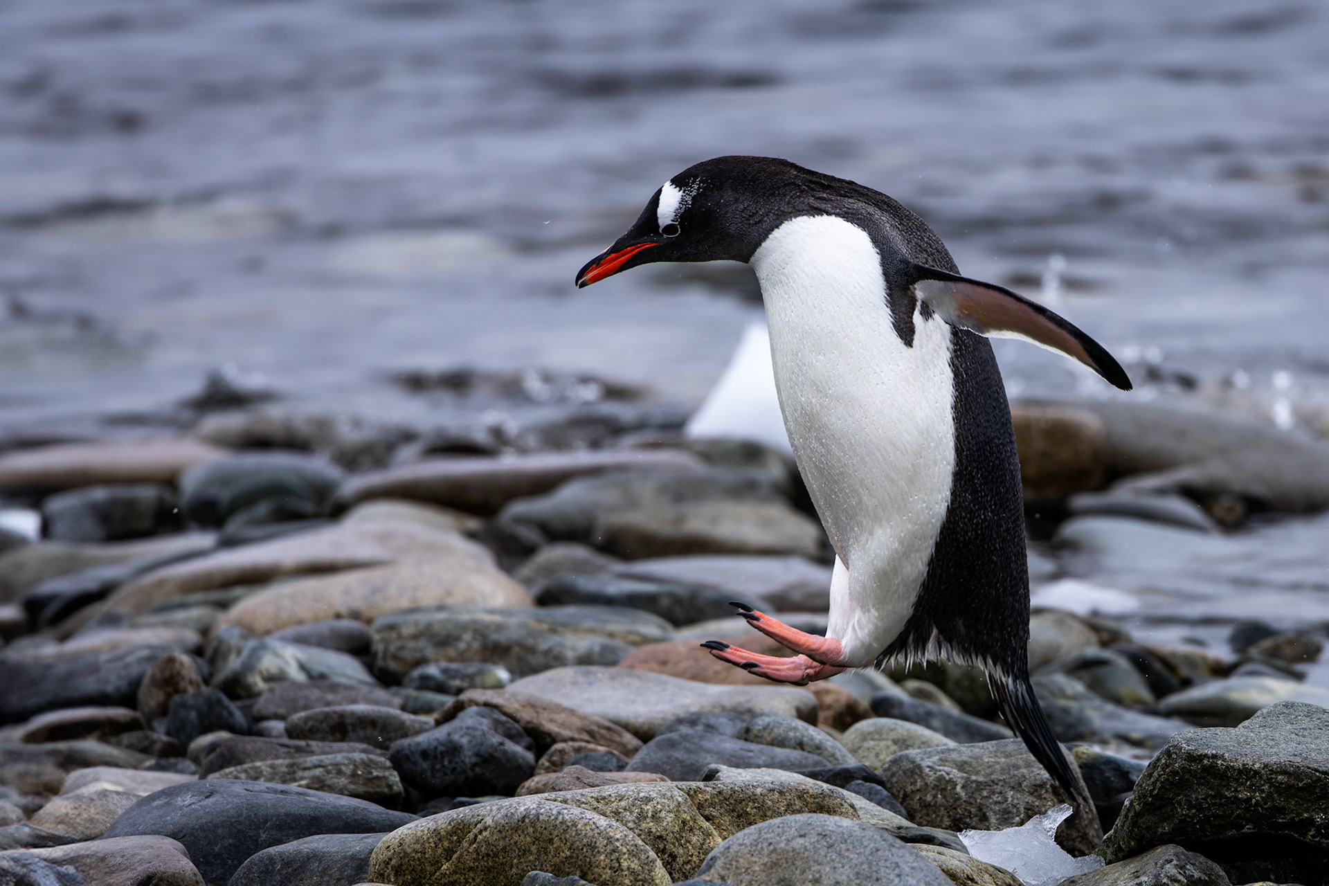 Gentoo penguin, Cuverville, Antarctica