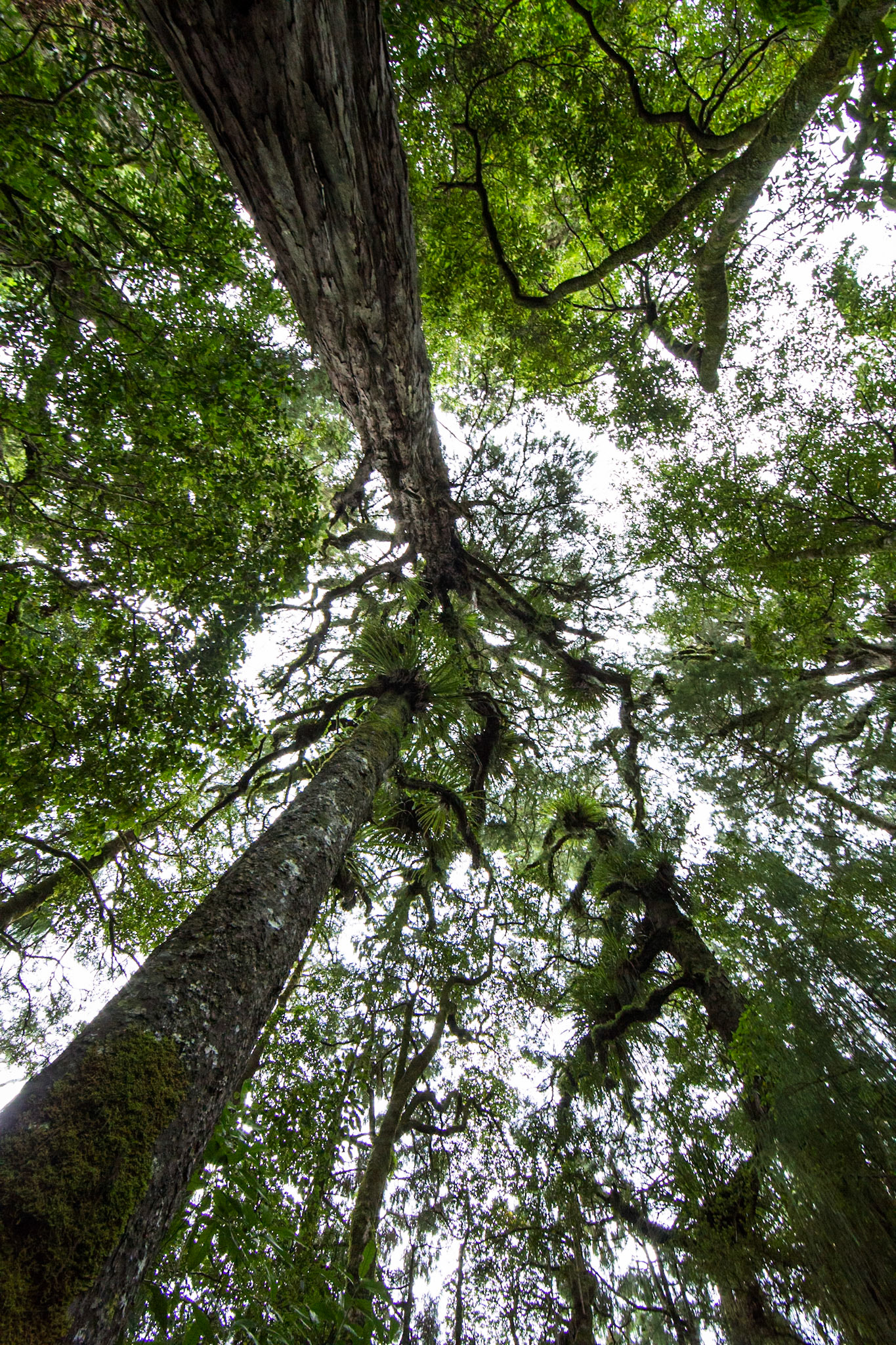 Rotopounamu lake, Tongariro, New Zealand