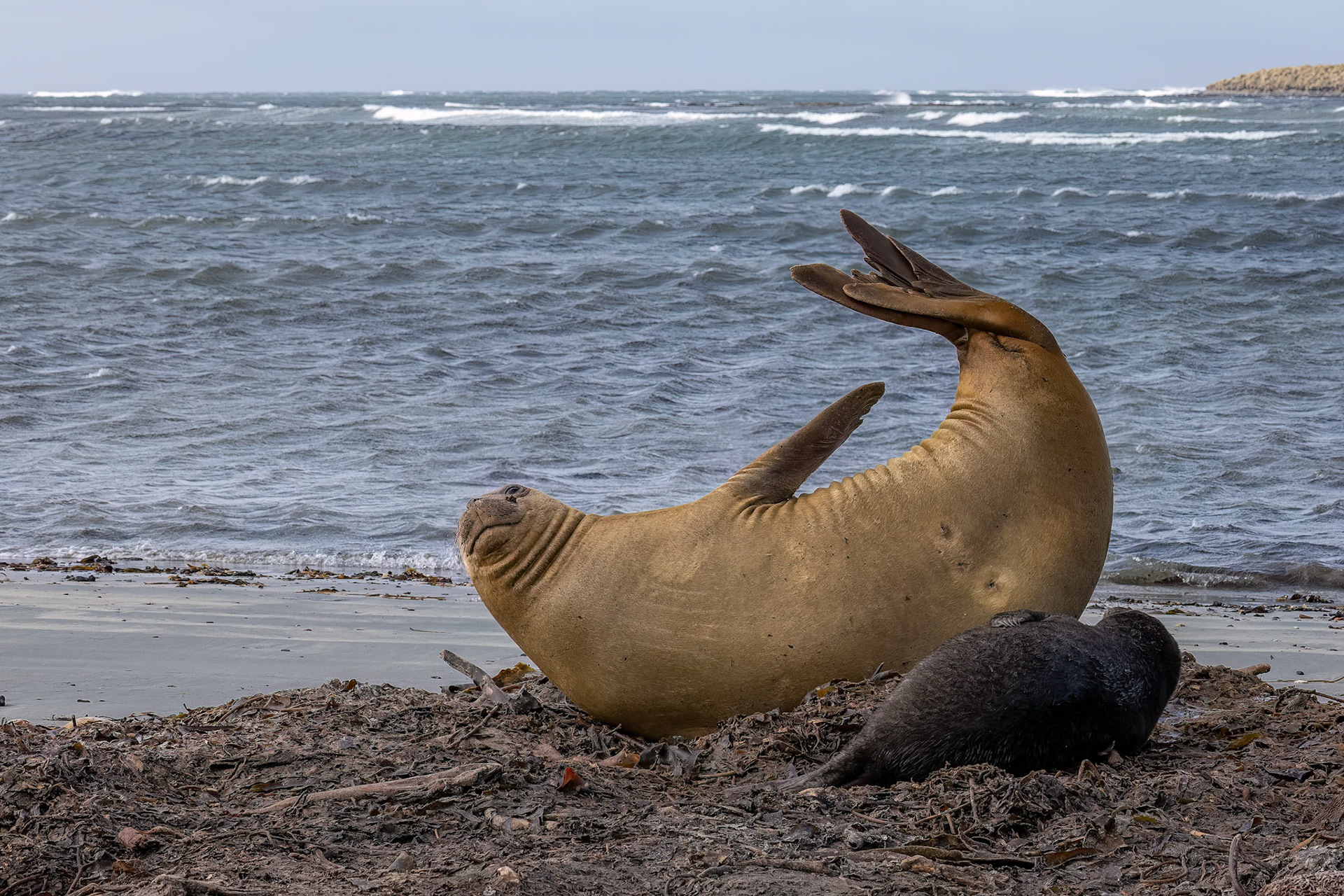 Southern elephant seal, Whale Point, Stanley, Falkland Islands