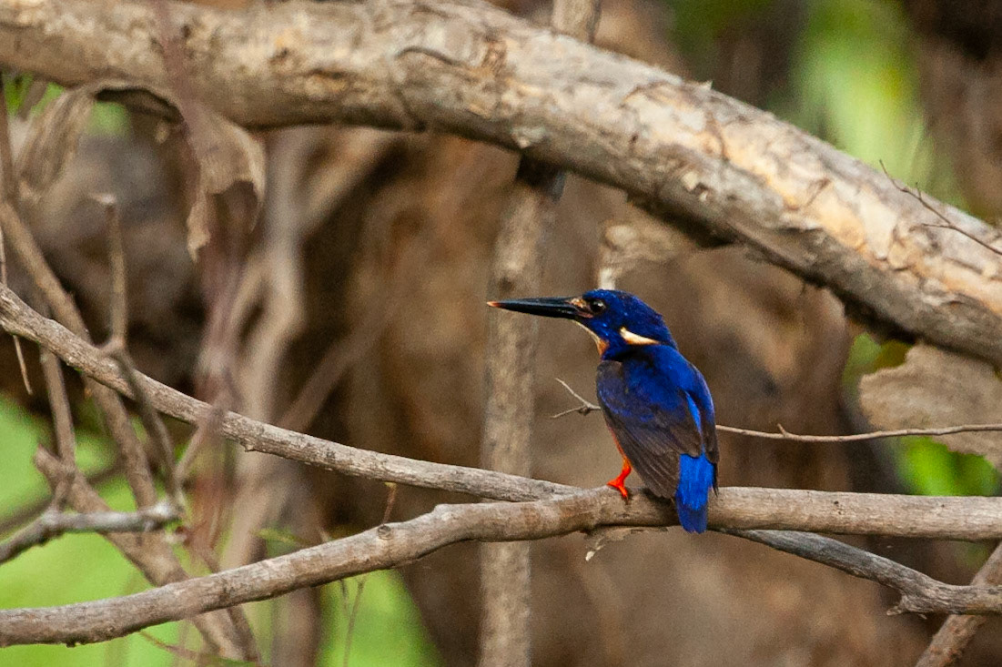 Azure kingfisher, Mount Borradale, Arnhemland, Northern Territory