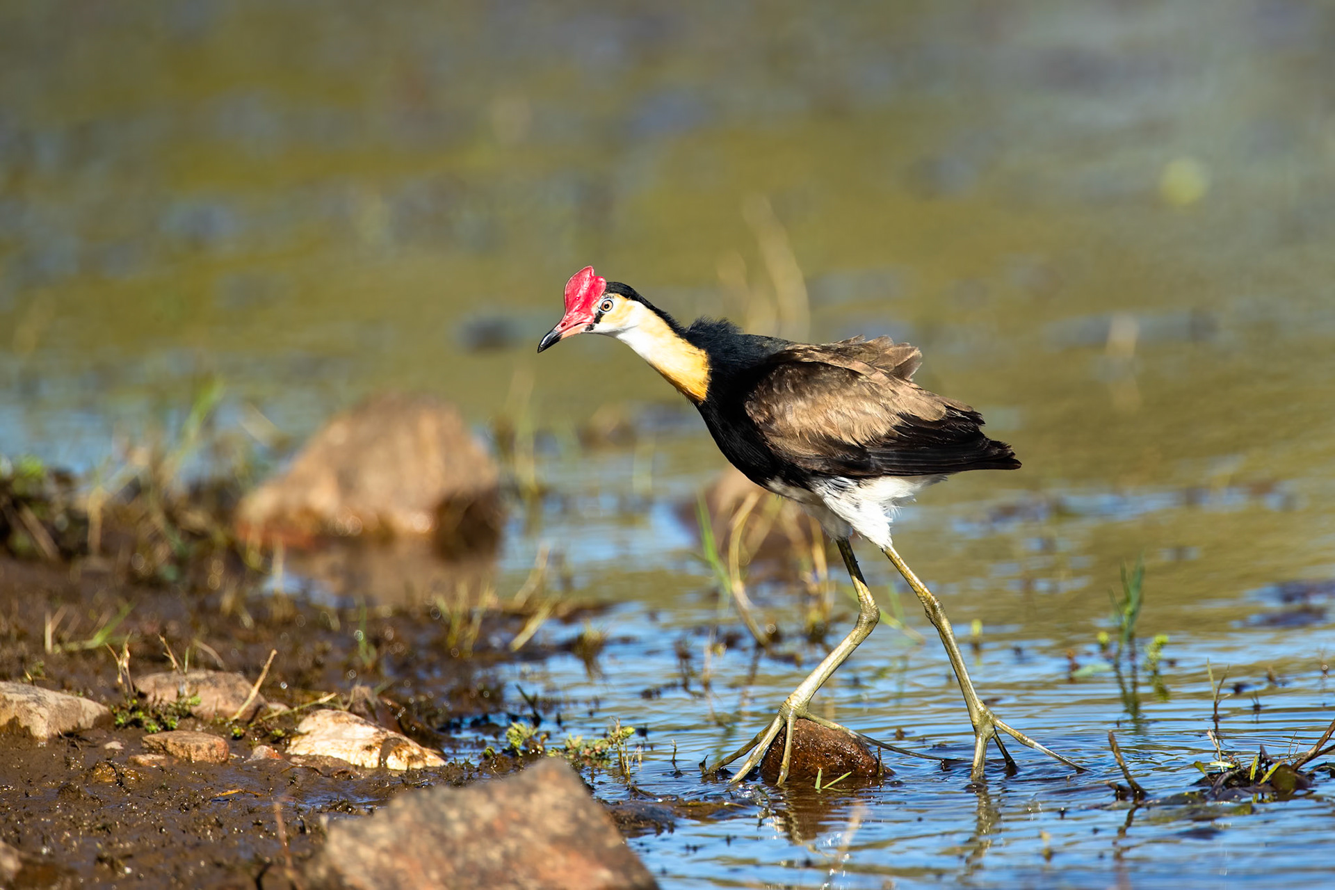 Comb-crested jacana, Lake Moondarra, Mount Isa, Queensland, Australia
