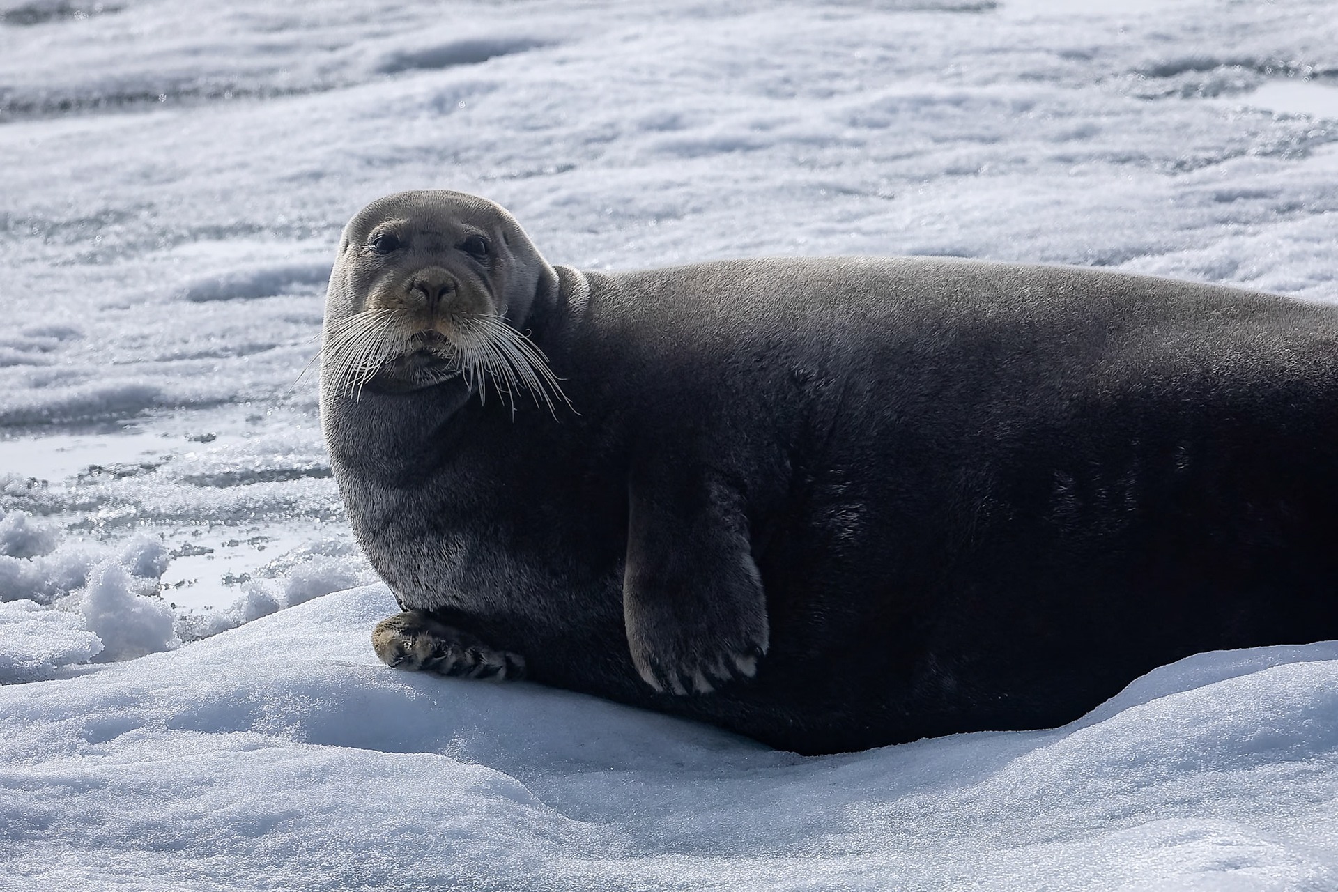 Bearded seal, Osteroyare, Svalbard, Norway