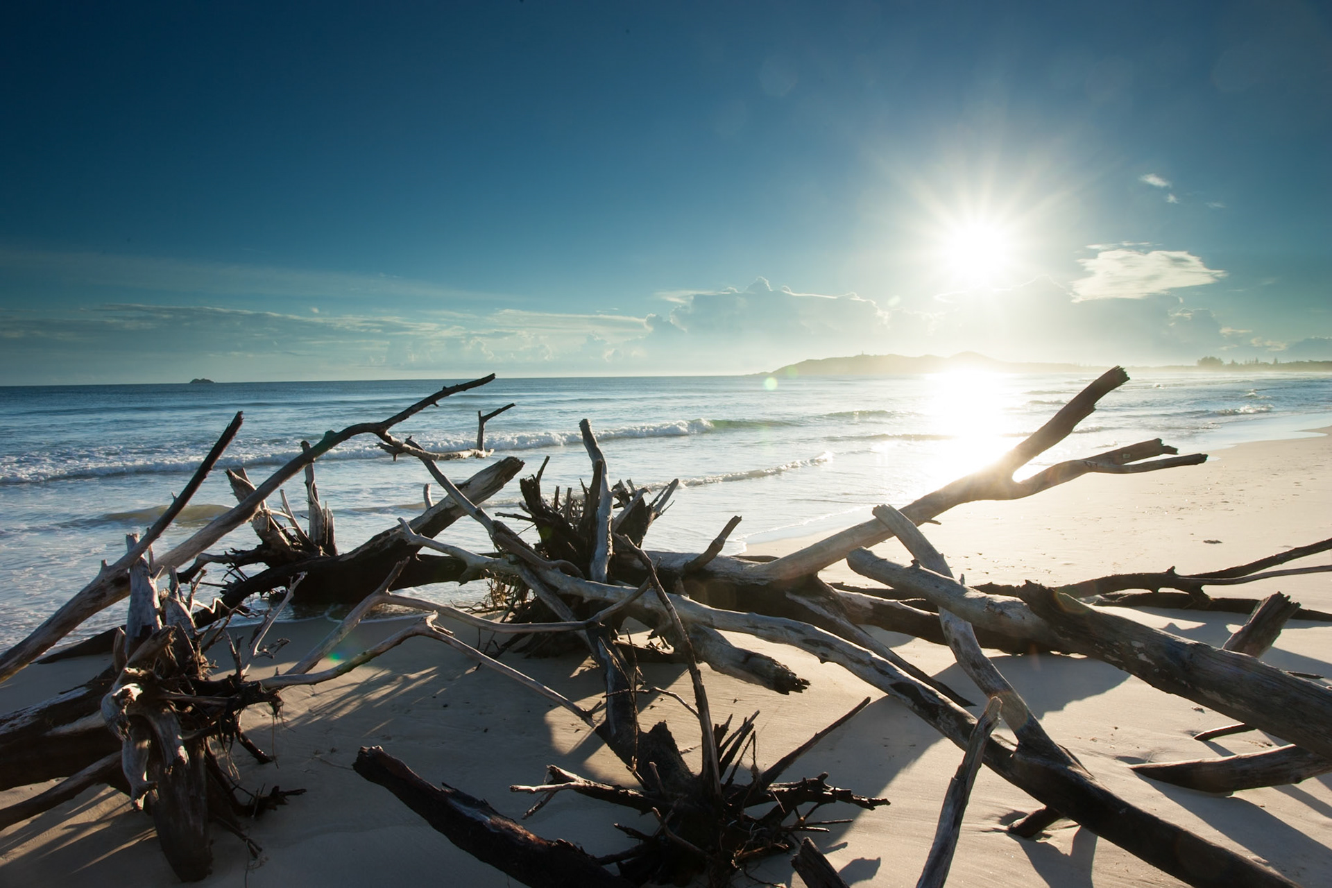 Uprooted trees, Belongil beach, Byron Bay
