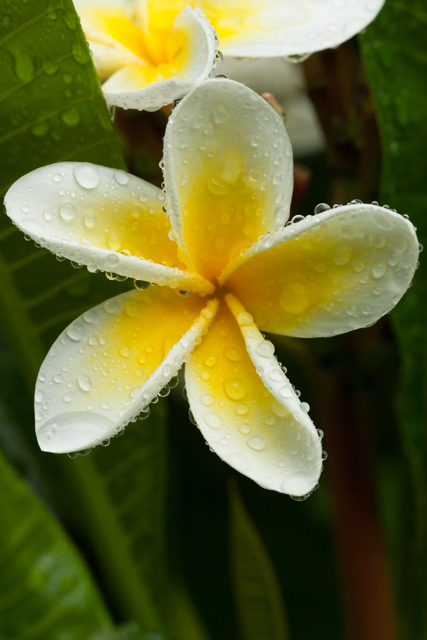 Frangipani, Byron Bay
