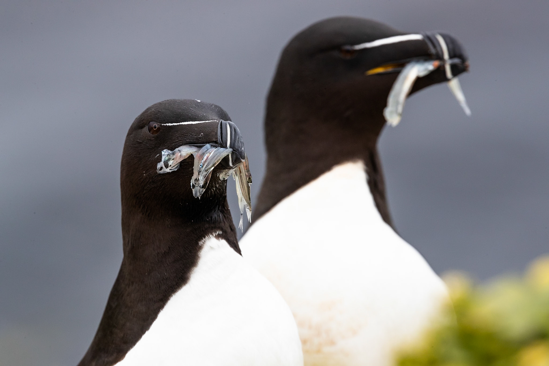 Razorbill, Grímsey Island, Iceland