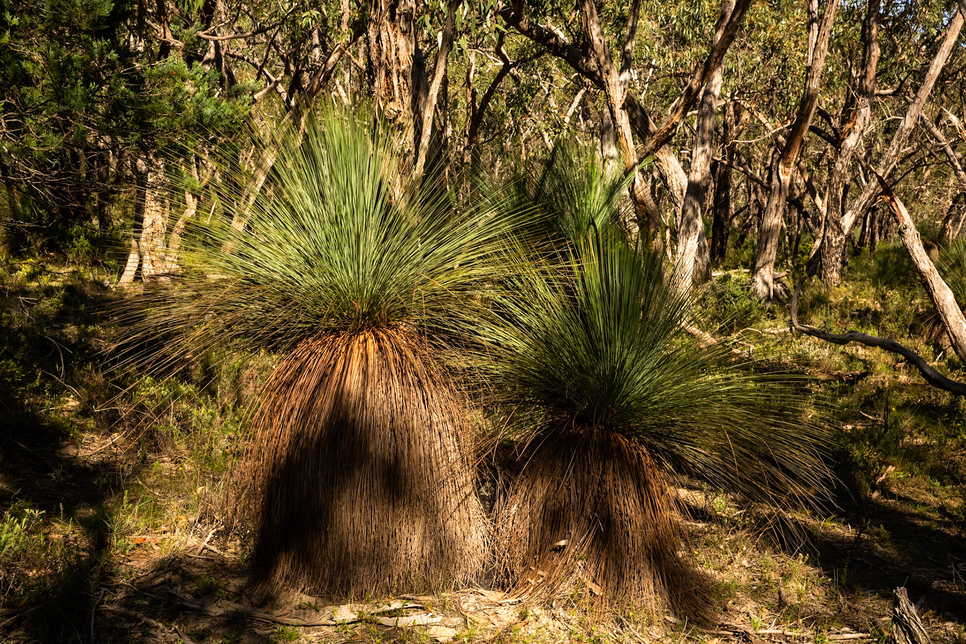 Mount Sturgeon, Dunkeld, the Grampians, Victoria