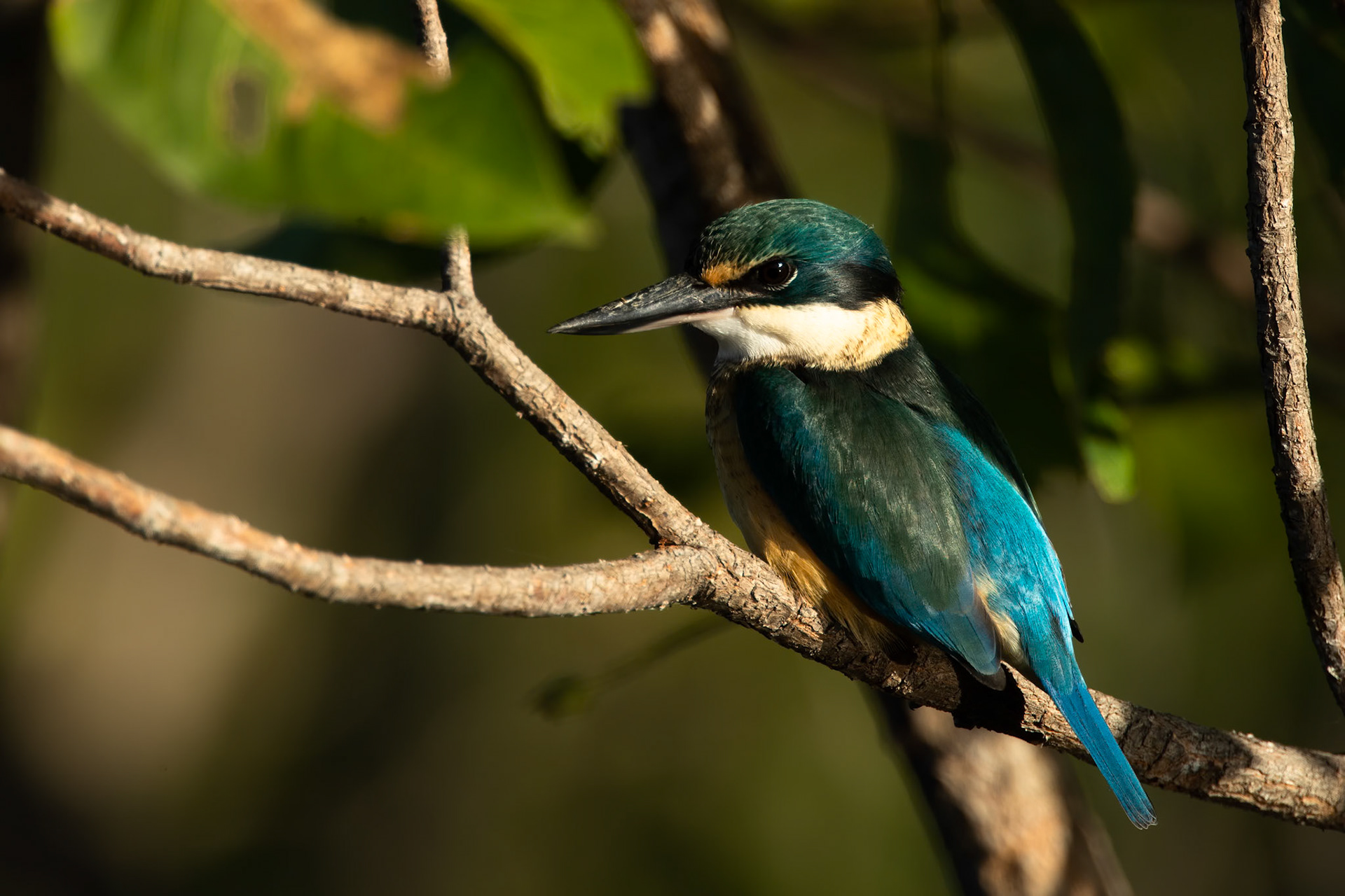 Sacred kingfisher, Yellow waters billabong, Kakadu, Northern Territory, Australia