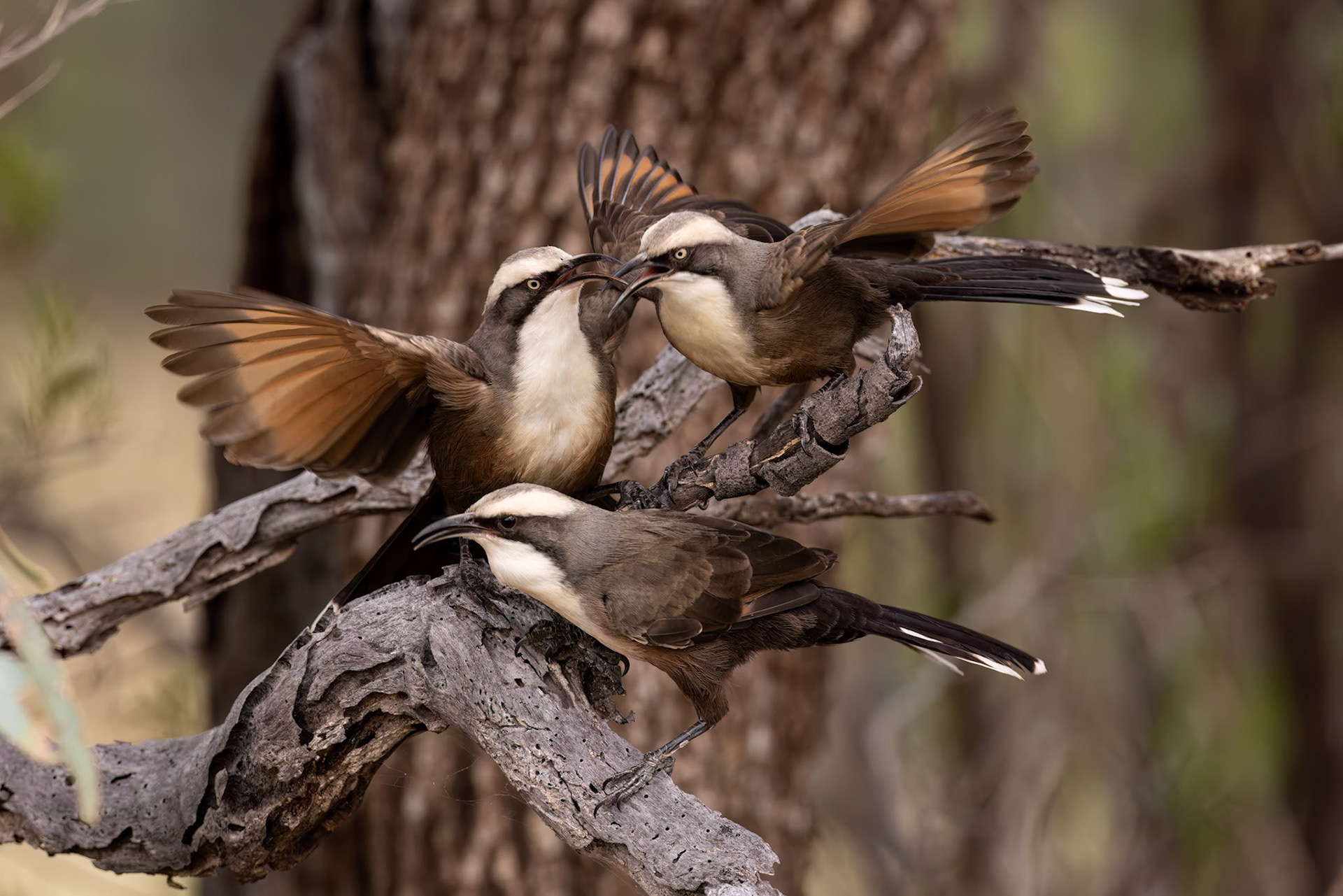 Grey-crowned babler, Eulo to Cunnamulla, Queensland, Australia