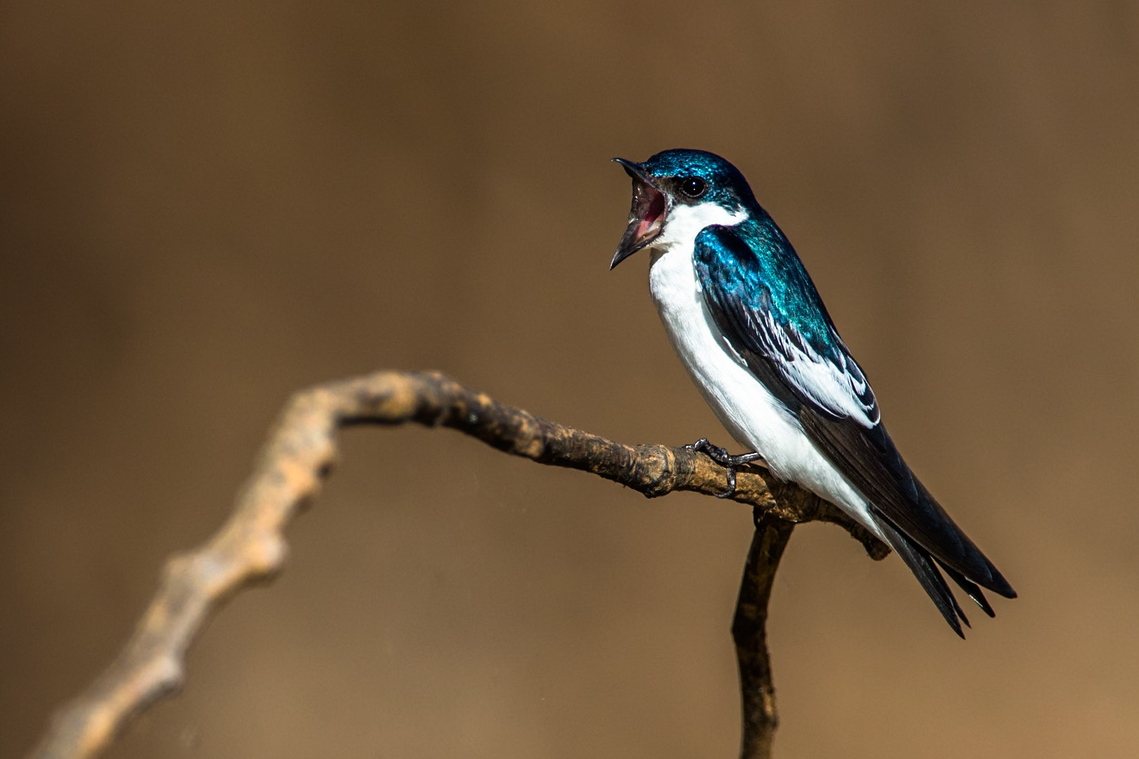 White-winged swallow, Porto Jofre, Pantanal, Brazil