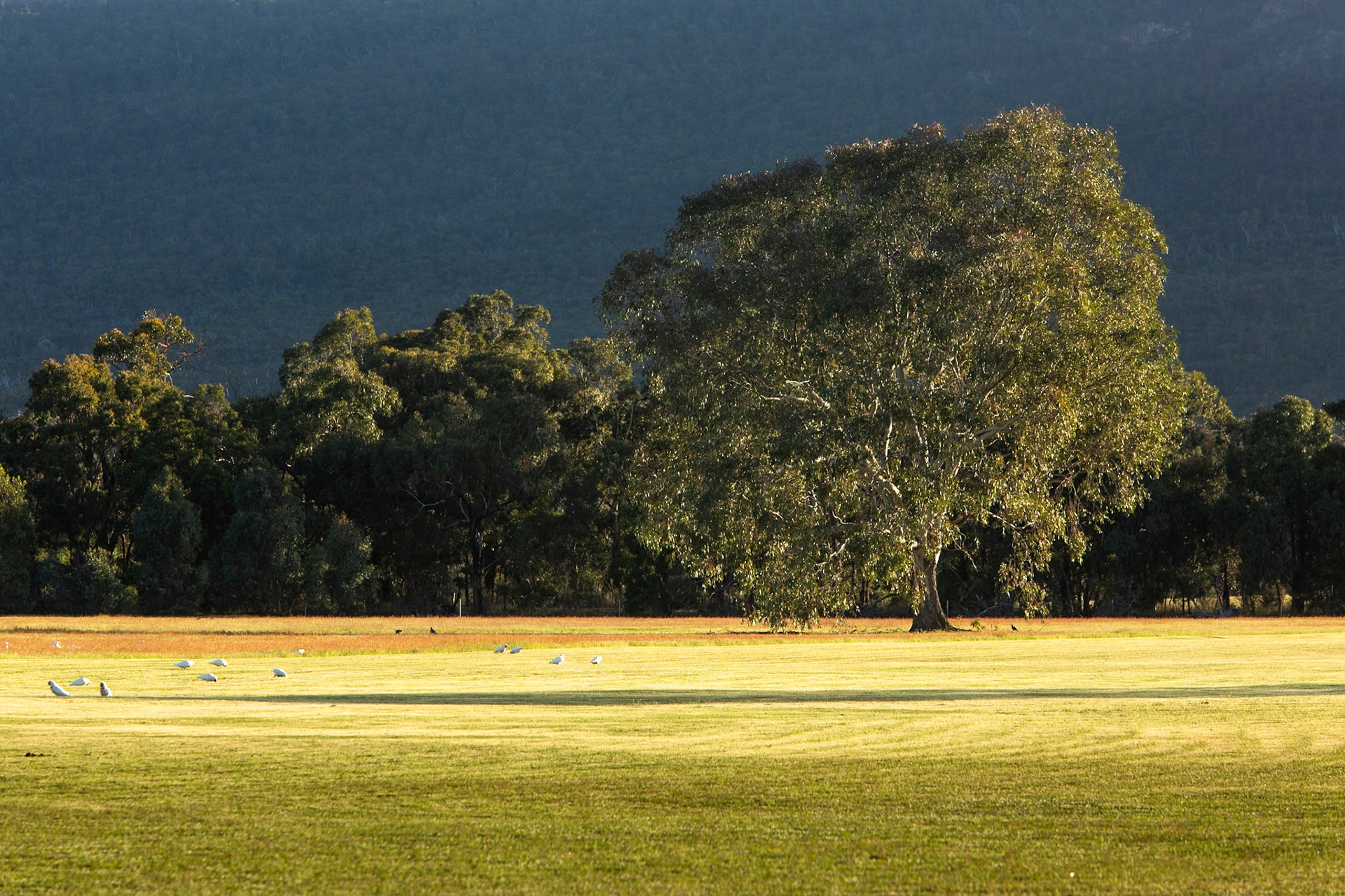 Long-billed correlas, Eagle Wings Rise, Hall's Gap, The Grampians, Victoria