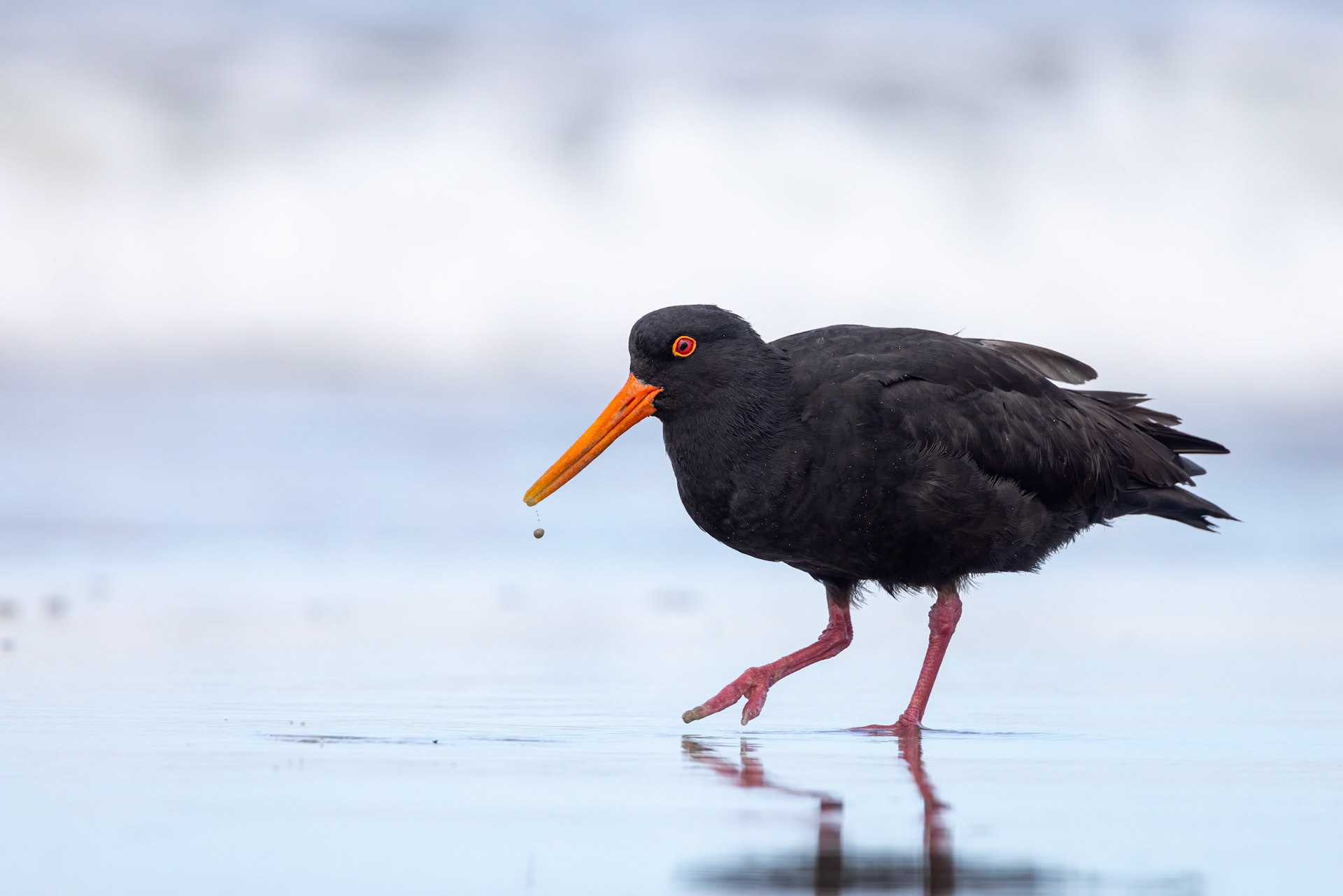 Variable oystercatcher, Dunedin, New Zealand