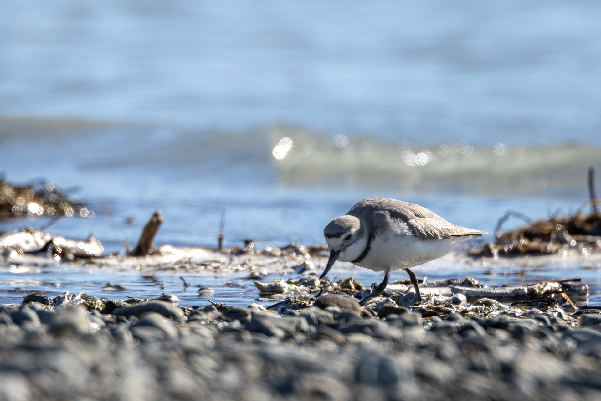 Wrybill, Twizel, New Zealand