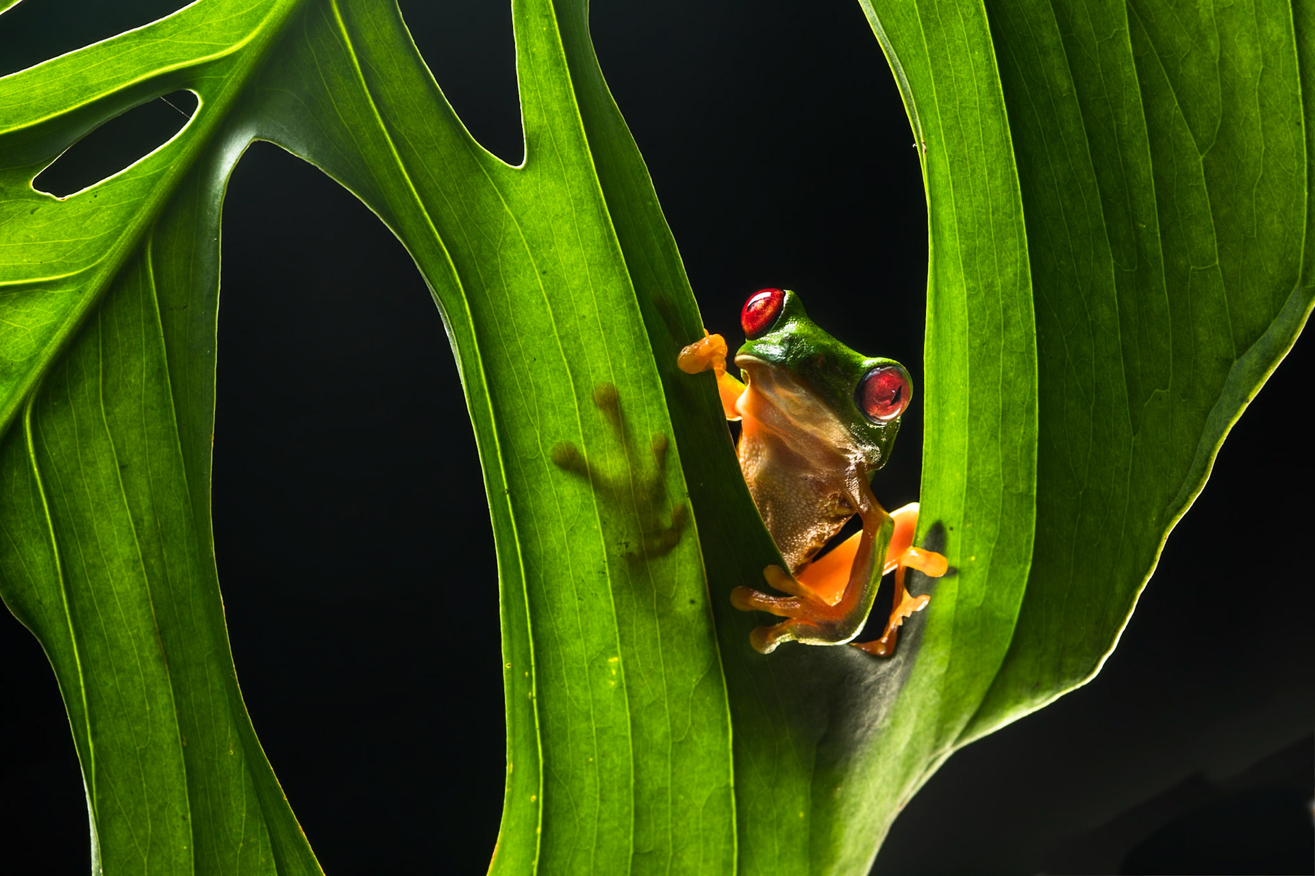 Red-eyed tree frog, Villa Lapas, Costa Rica