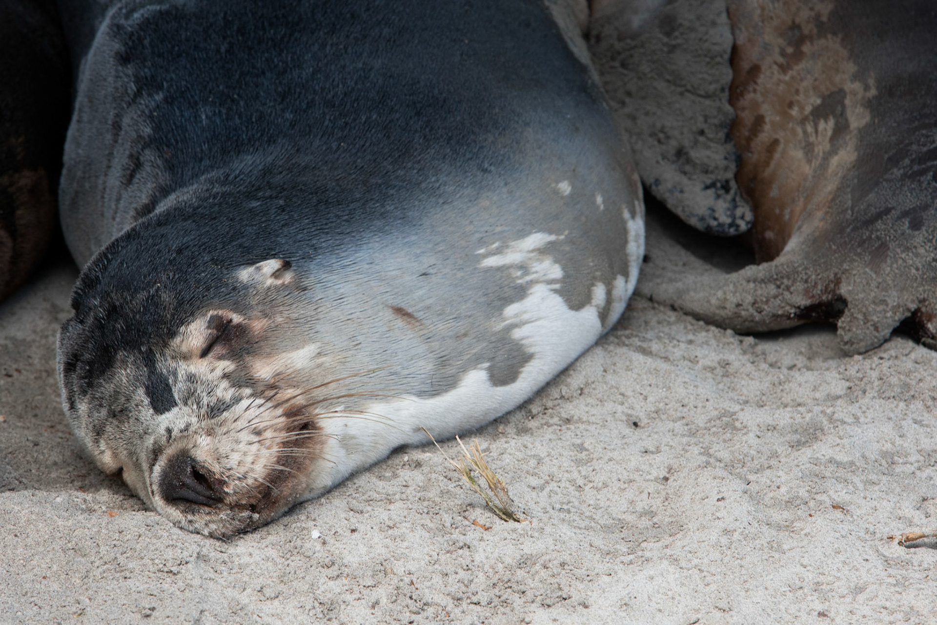 Australian sealions, Seal Bay, Kangaroo Island