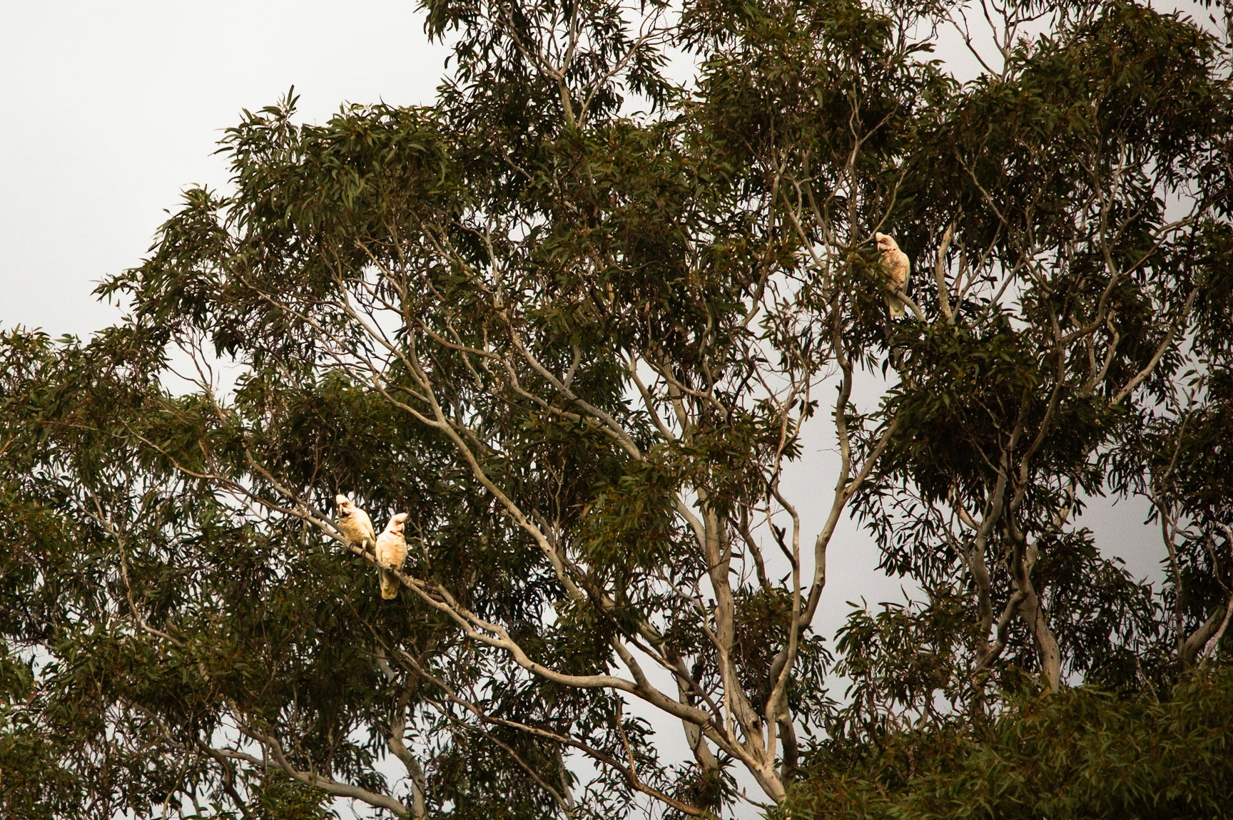 Long-billed Correlas, Eagle WIngs Rise, Hall's Gap, the Grampians