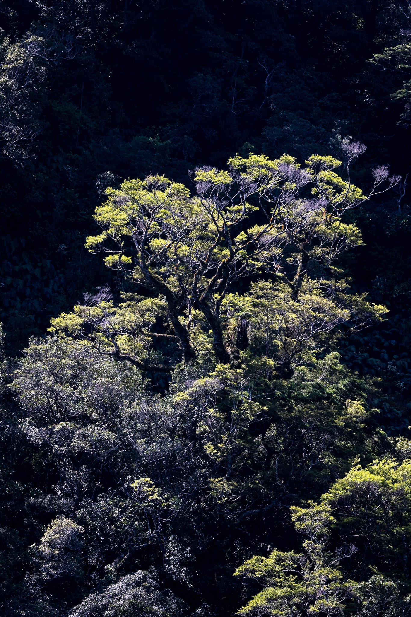 Milford, New Zealand