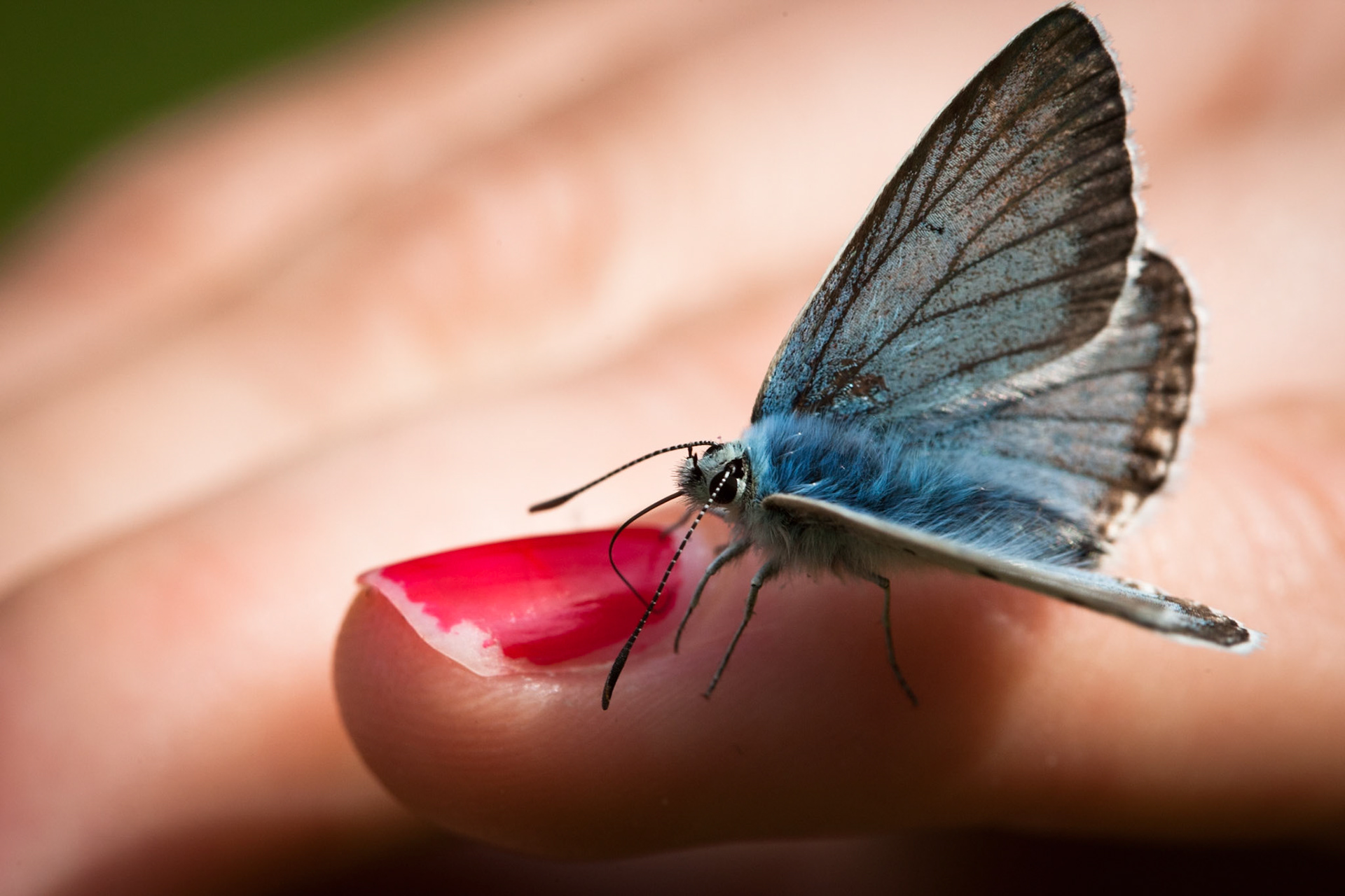 Blue butterfly, (Polyommatus coridon, Lysandra coridon), Madonna di Campiglio.