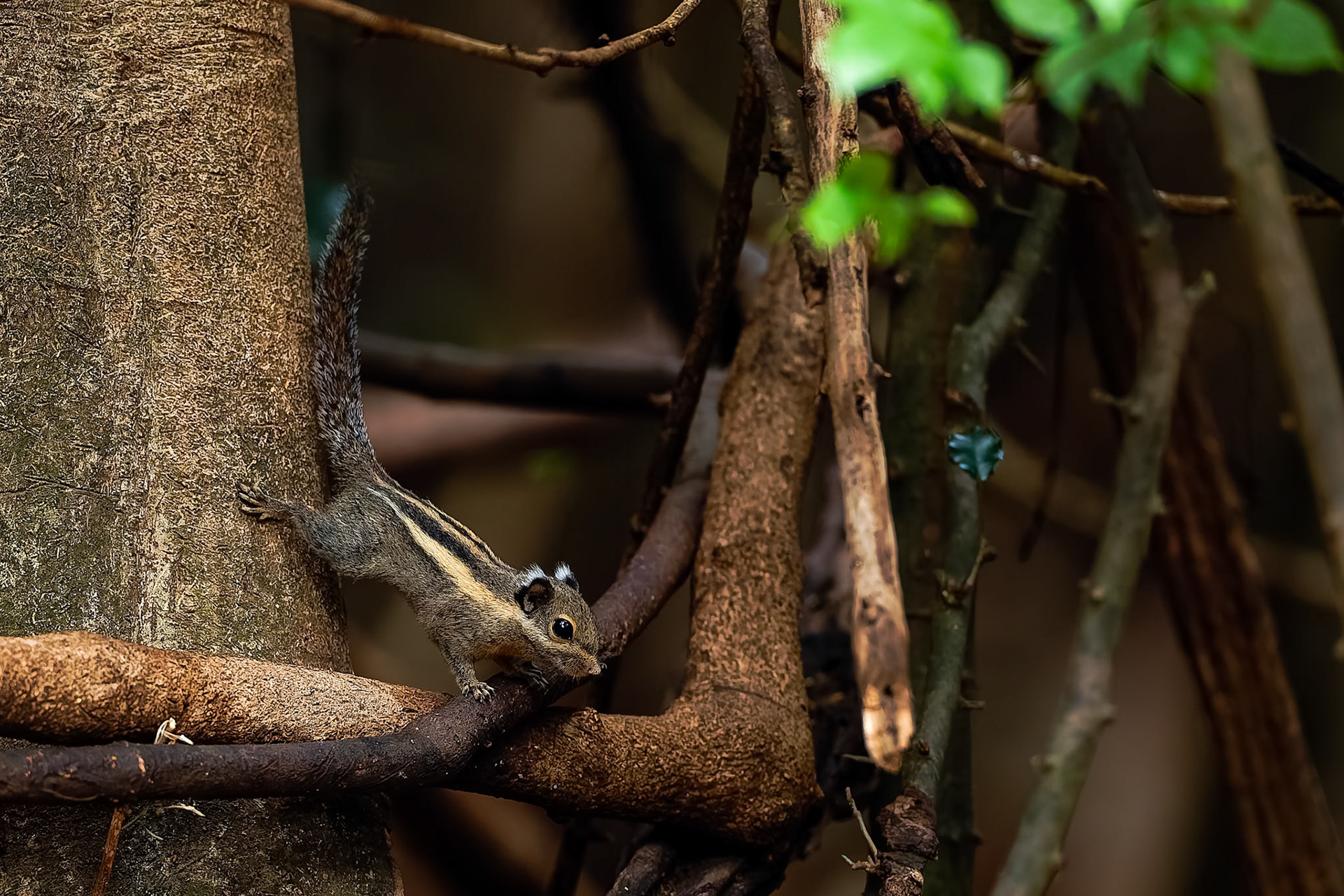 Himalayan striped squirrel, Khaeng Krackan National Park, Thailand
