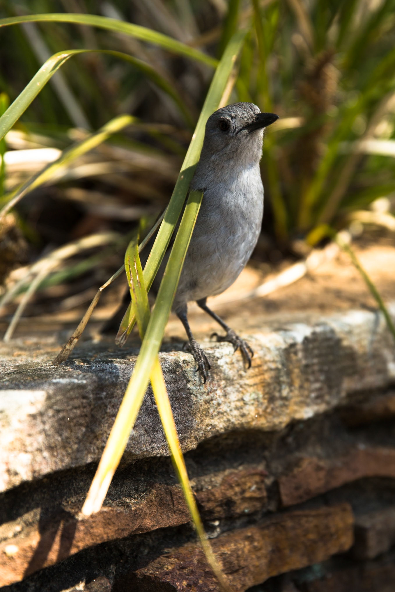 Descended from Neates Glen car park down to and through the Grand Canyon and back up to Evans Lookout. We continued along the clifftop path to Govett's leap and then on to Pulpit Rock. Notes by Peter Watt.