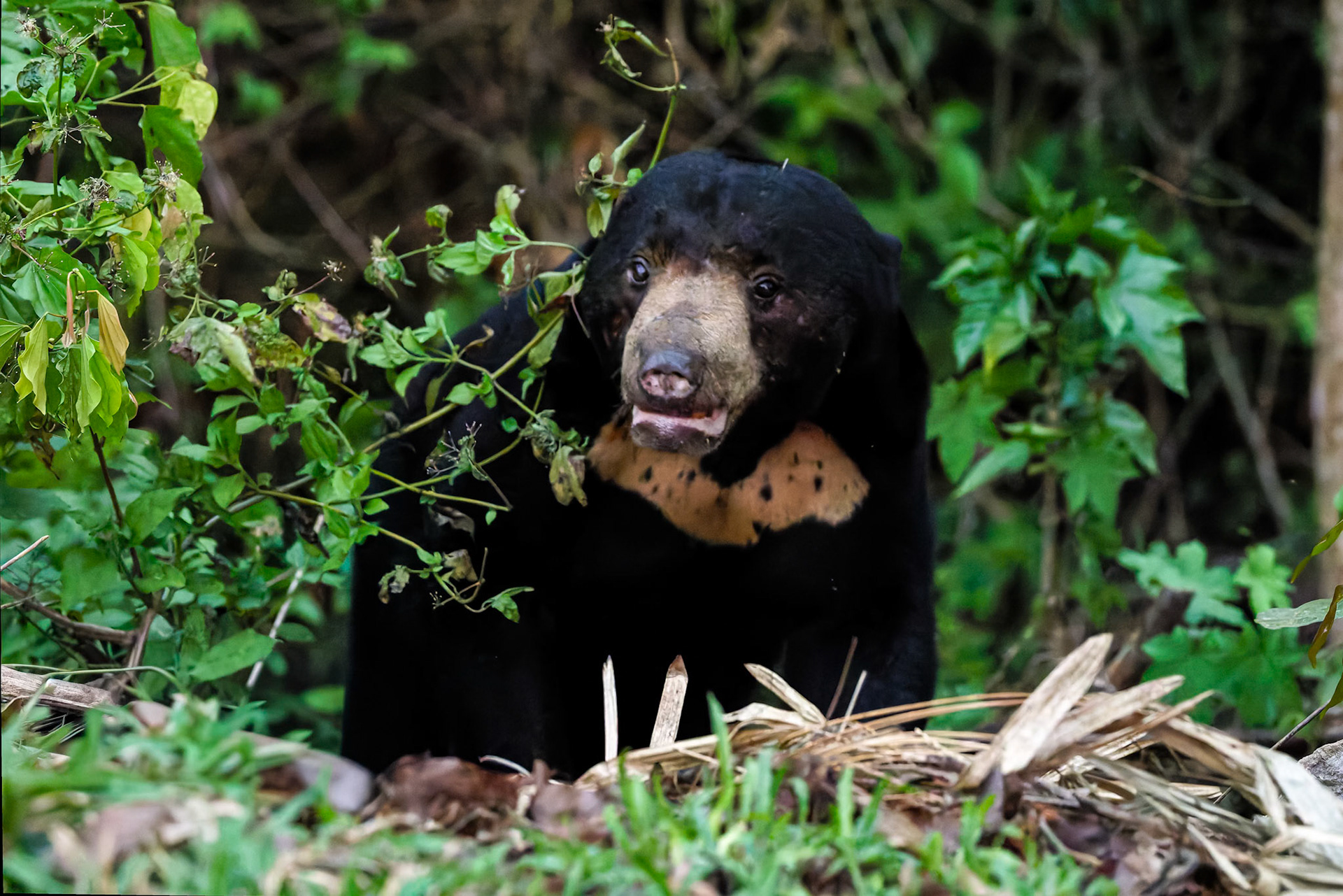Malayian sun bear, Khaeng Krackan National Park, Thailand