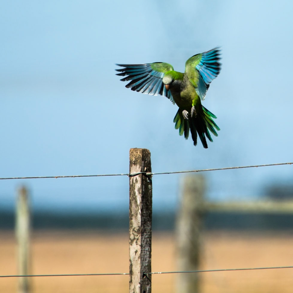 Monk parakeet, Puerto Valle Esteros, Ibera wetlands, Corrientes, Argentina