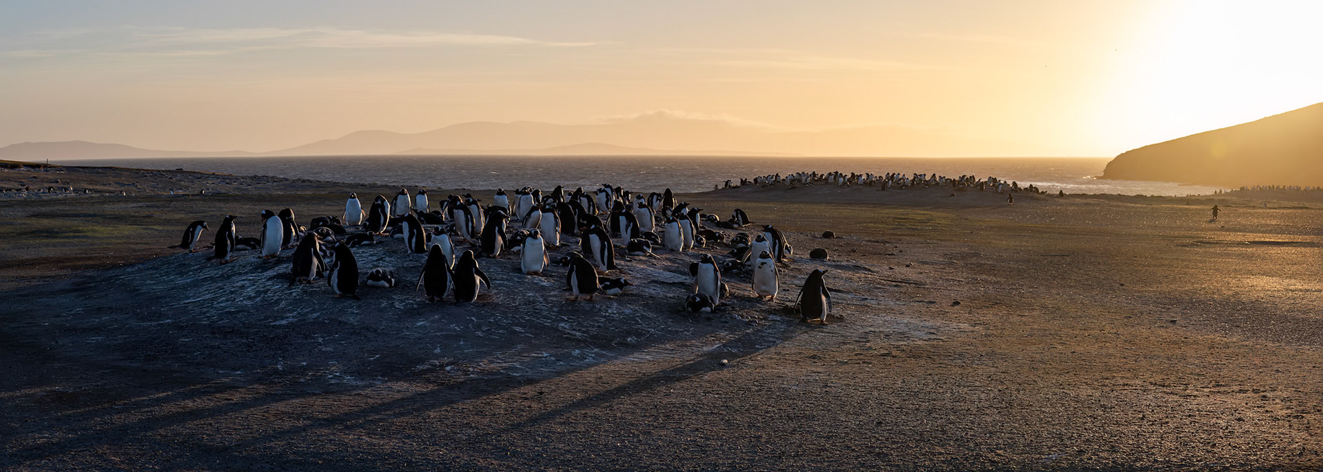 Gentoo penguin, The Neck, Saunders Island, Falkland Islands