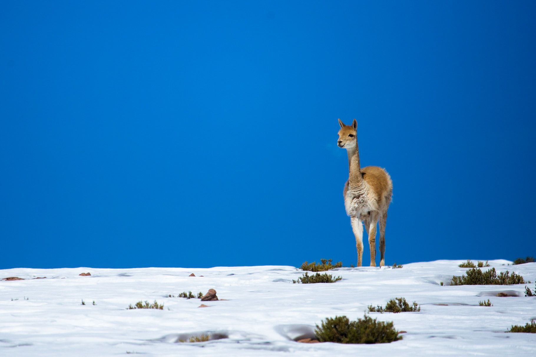 Vicuna, Altiplano wetlands, Atacama, Chile