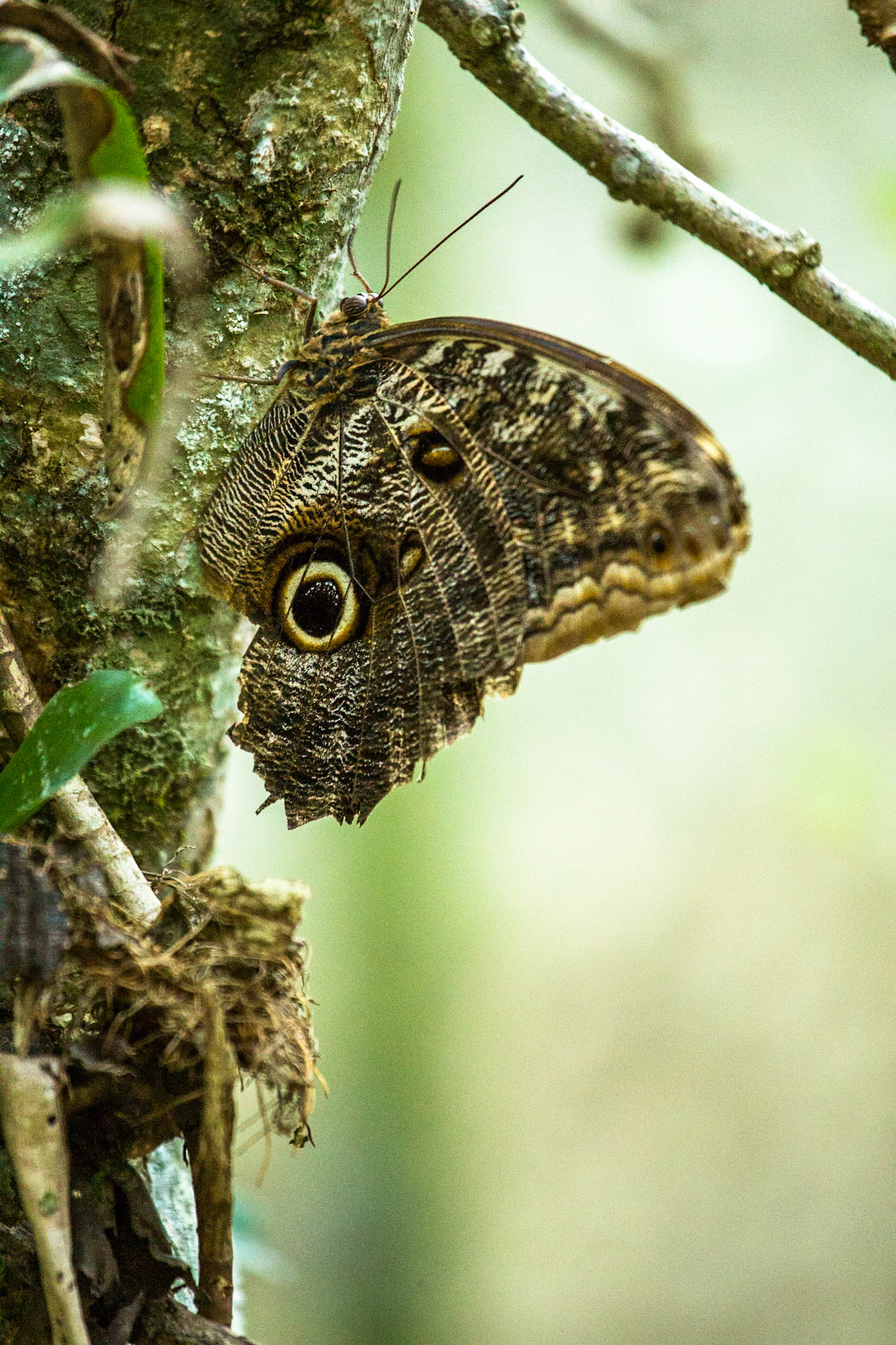 Iguassu bird park, Brazil