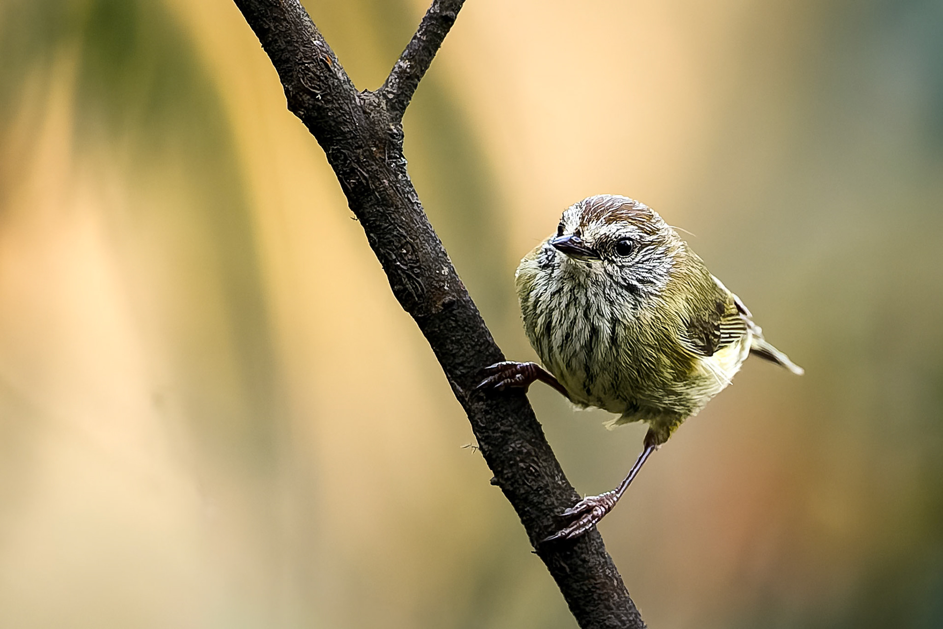 Striated thornbill, Hassan's Wall, Lithgow, NSW, Australia