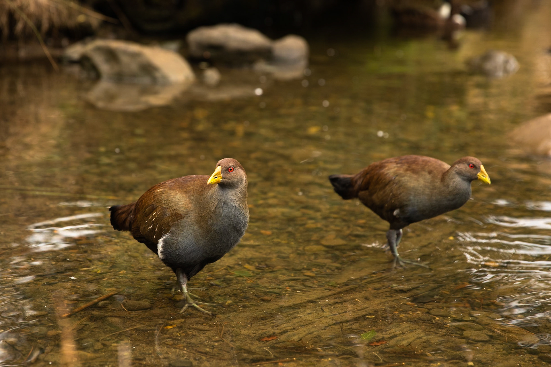 Tasmanian native hen, Hobart, Tasmania
