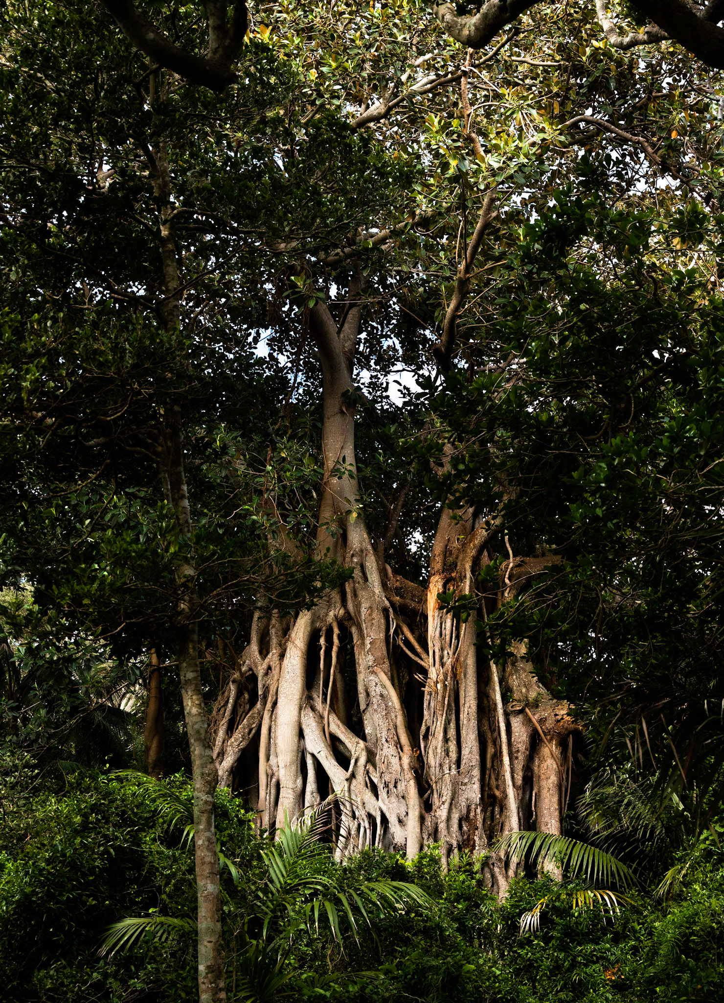 Lord Howe Island Banyan, Lord Howe Island, New South Wales, Australia