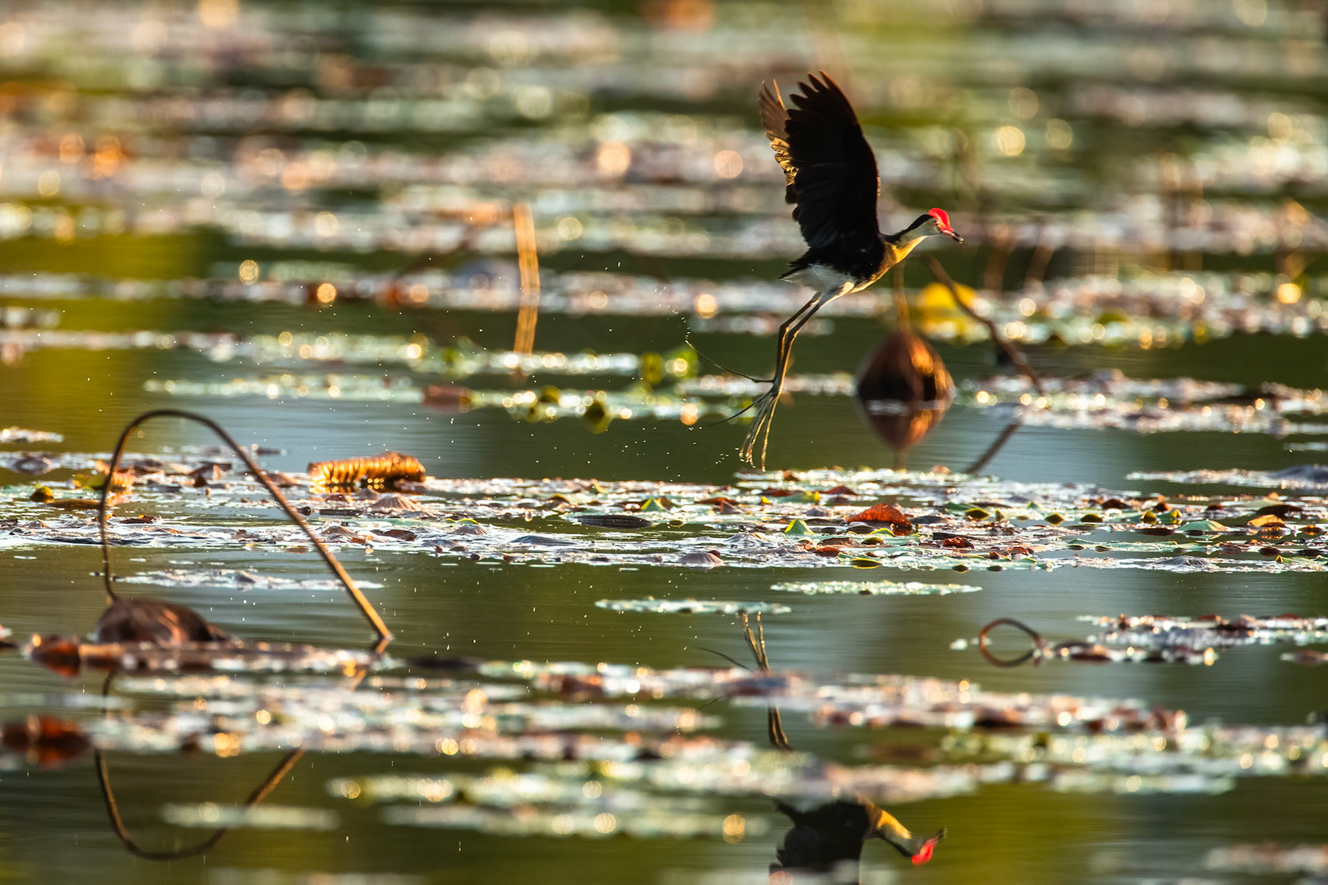 Comb-crested jacana, Marlow lagoon, Darwin, Australia