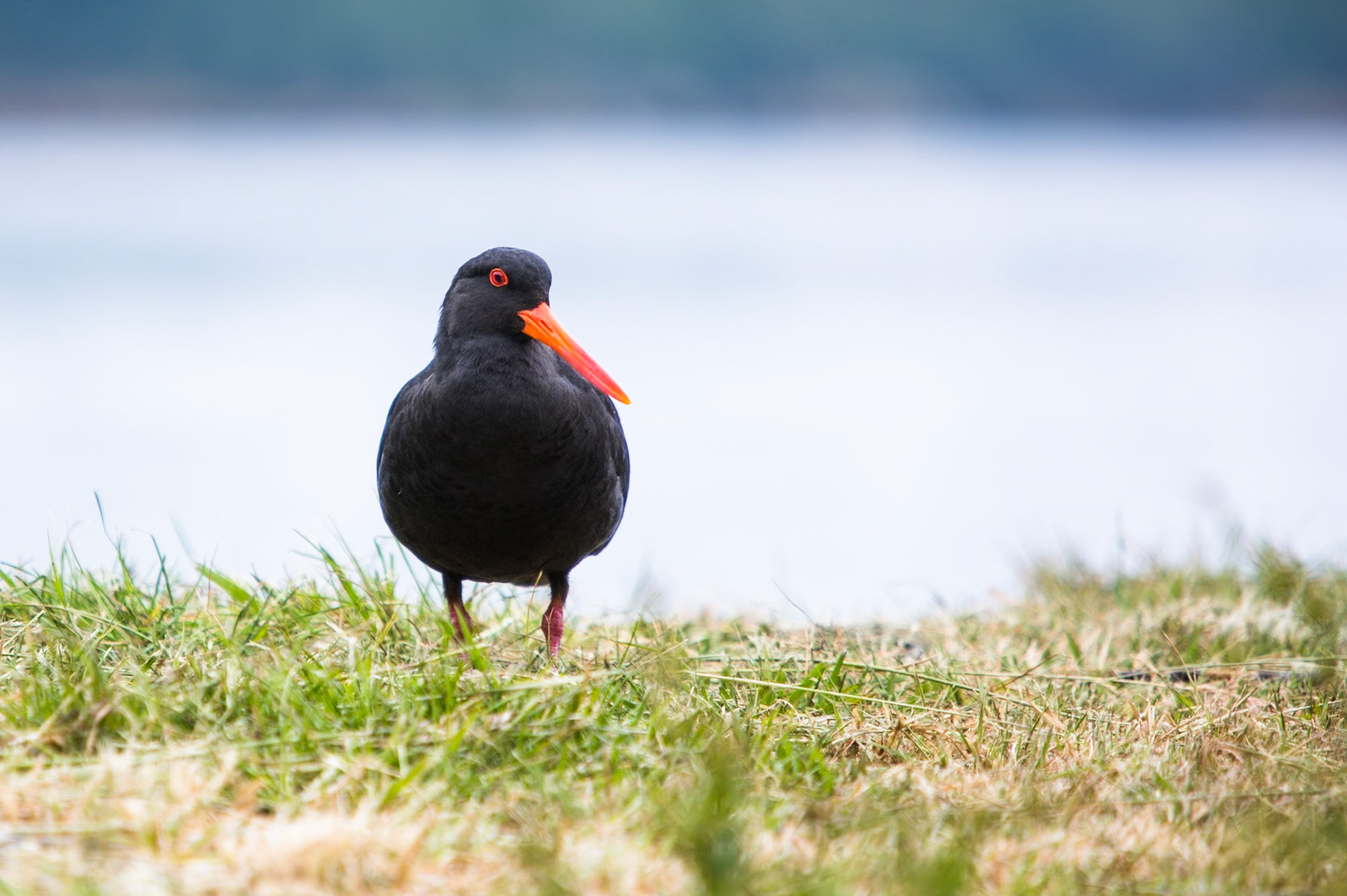 Variable oystercatcher, Marlborough Sound, New Zealand