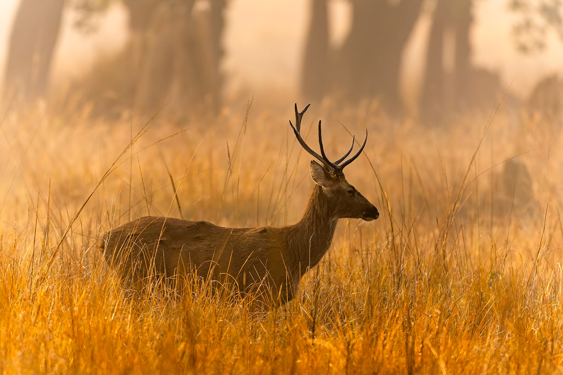 Barasingha, swamp deer, Khana, India