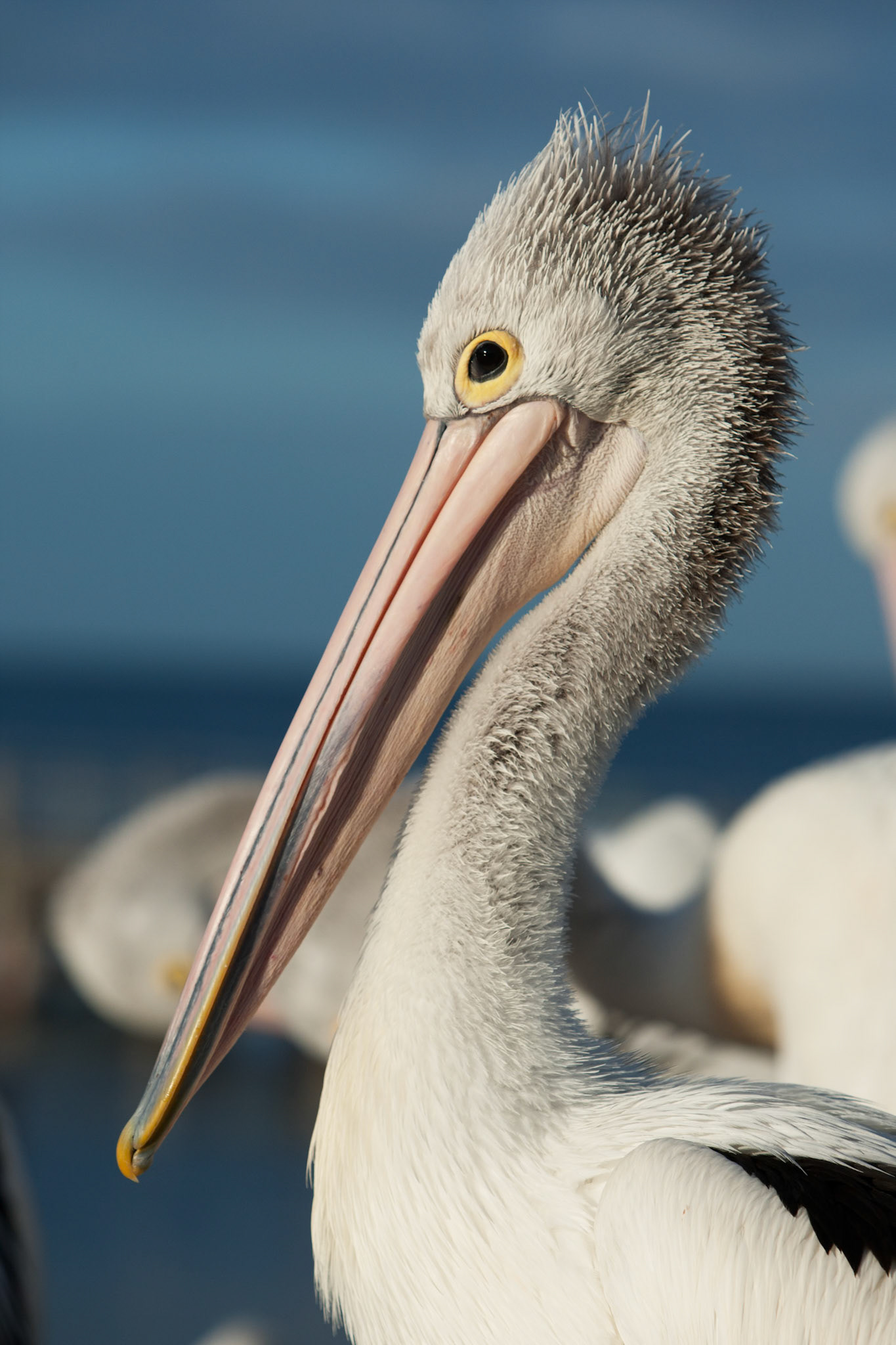 Australian pelicans gathered for a daily feed, Kingscote, Kangaroo Island