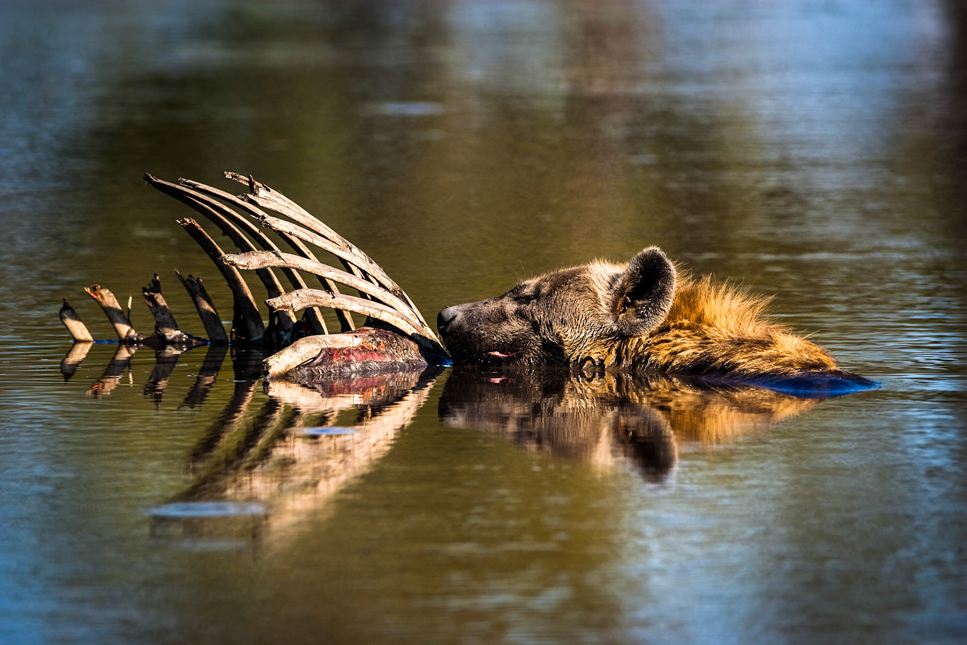Hyena, Linyati, Botswana