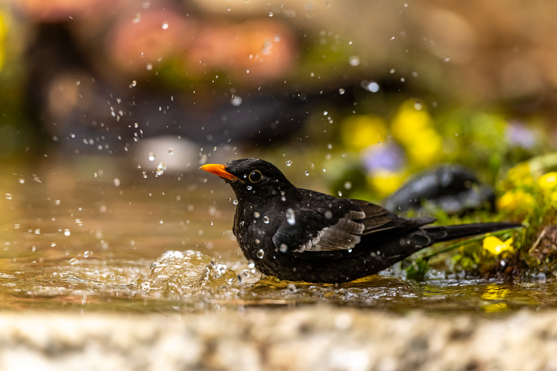 Grey-winged blackbird, Bird's Den, Corbett Tiger reserve, India