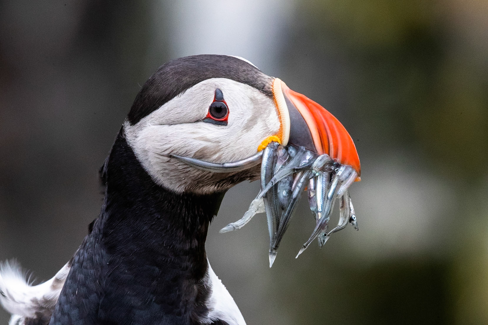 Atlantic puffin, Grímsey Island, Iceland