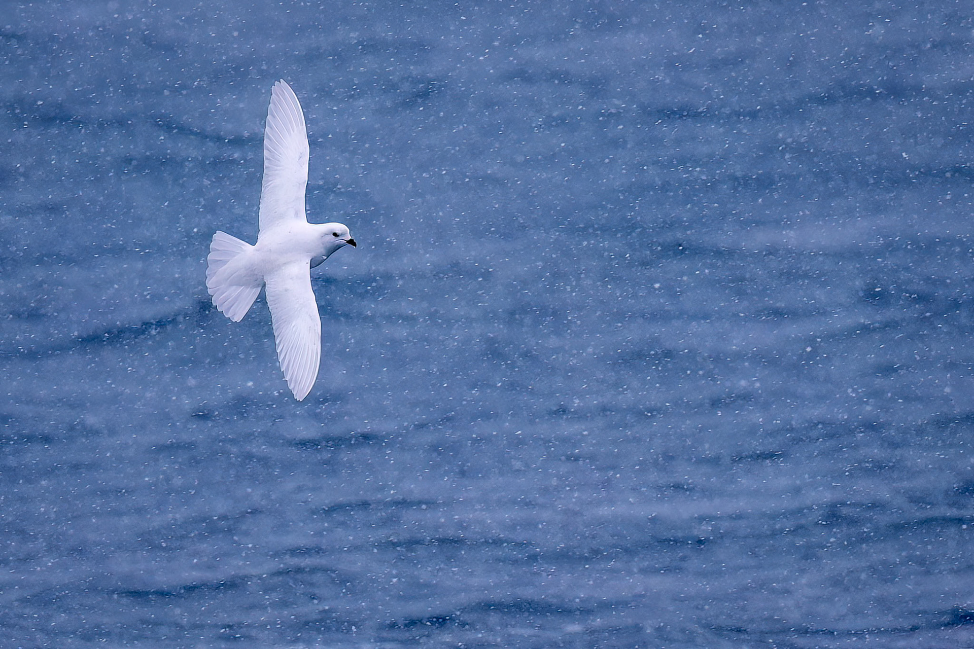 Snow petrel, Gold Harbour, South Georgia